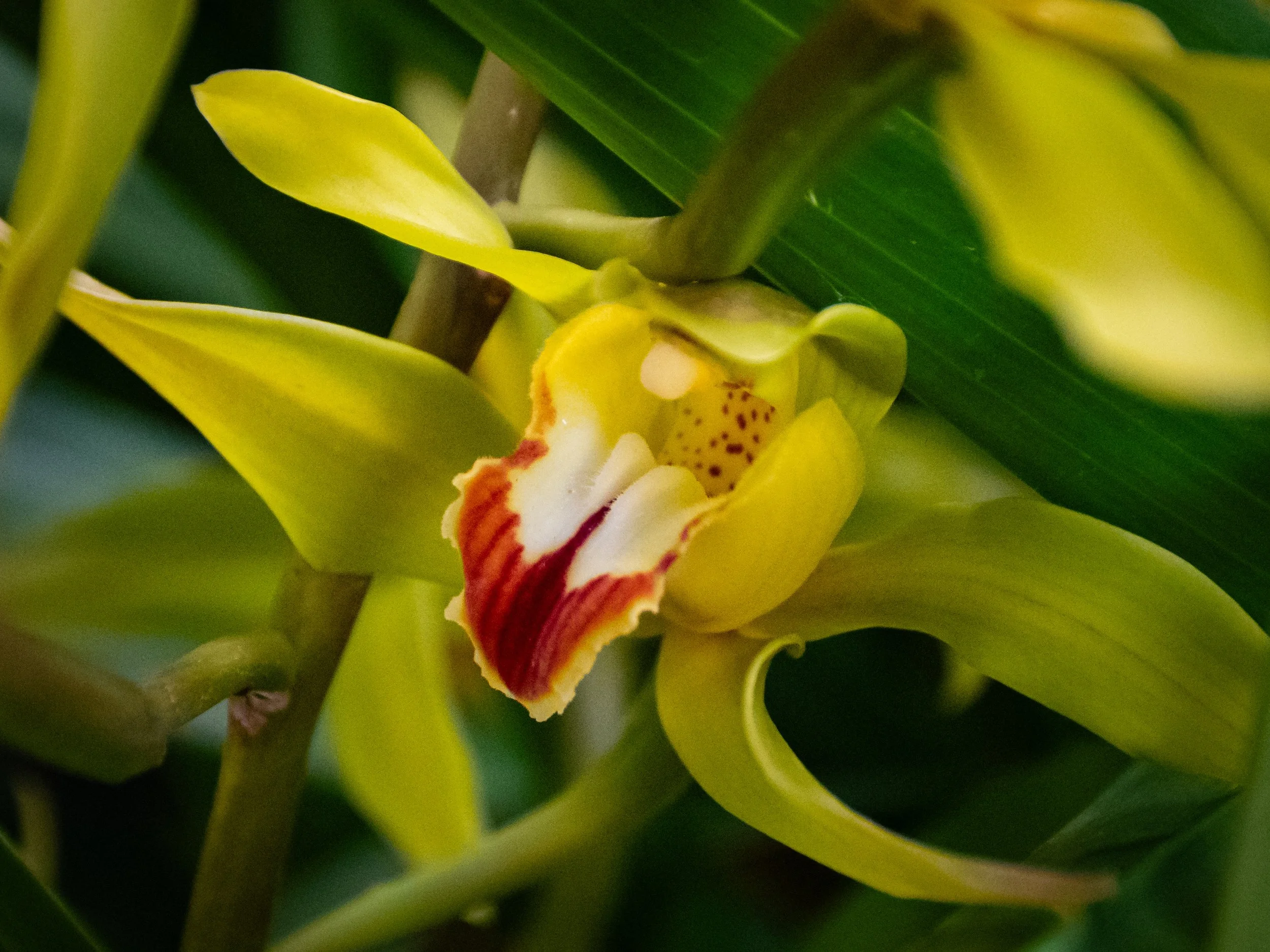 Close-up of a yellow orchid flower with red speckles and surrounding green leaves.
