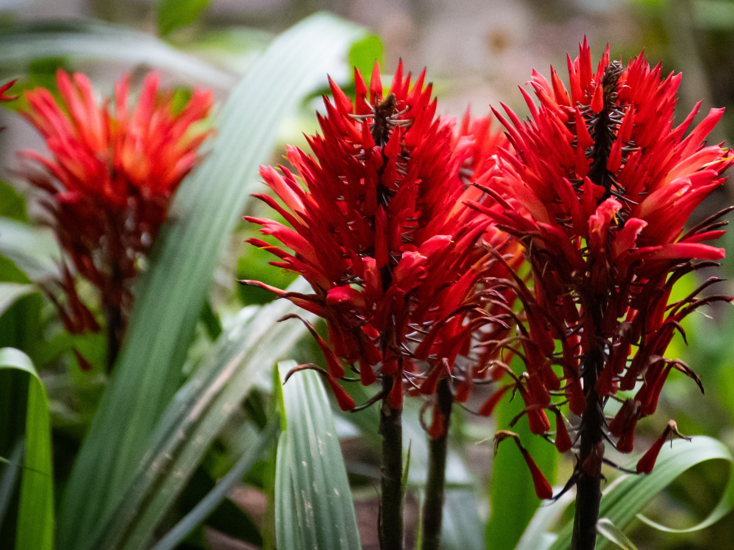 Close-up of red tropical flowers with long, pointed petals and dark centers, surrounded by green leaves.
