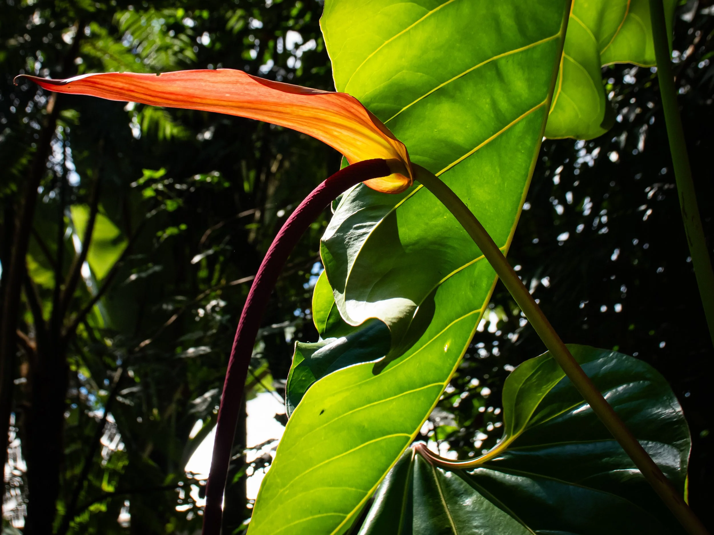 Close-up of large green tropical leaves, with one leaf partially curling and a reddish-orange flower or petal in the background. Sunlight filters through the foliage.