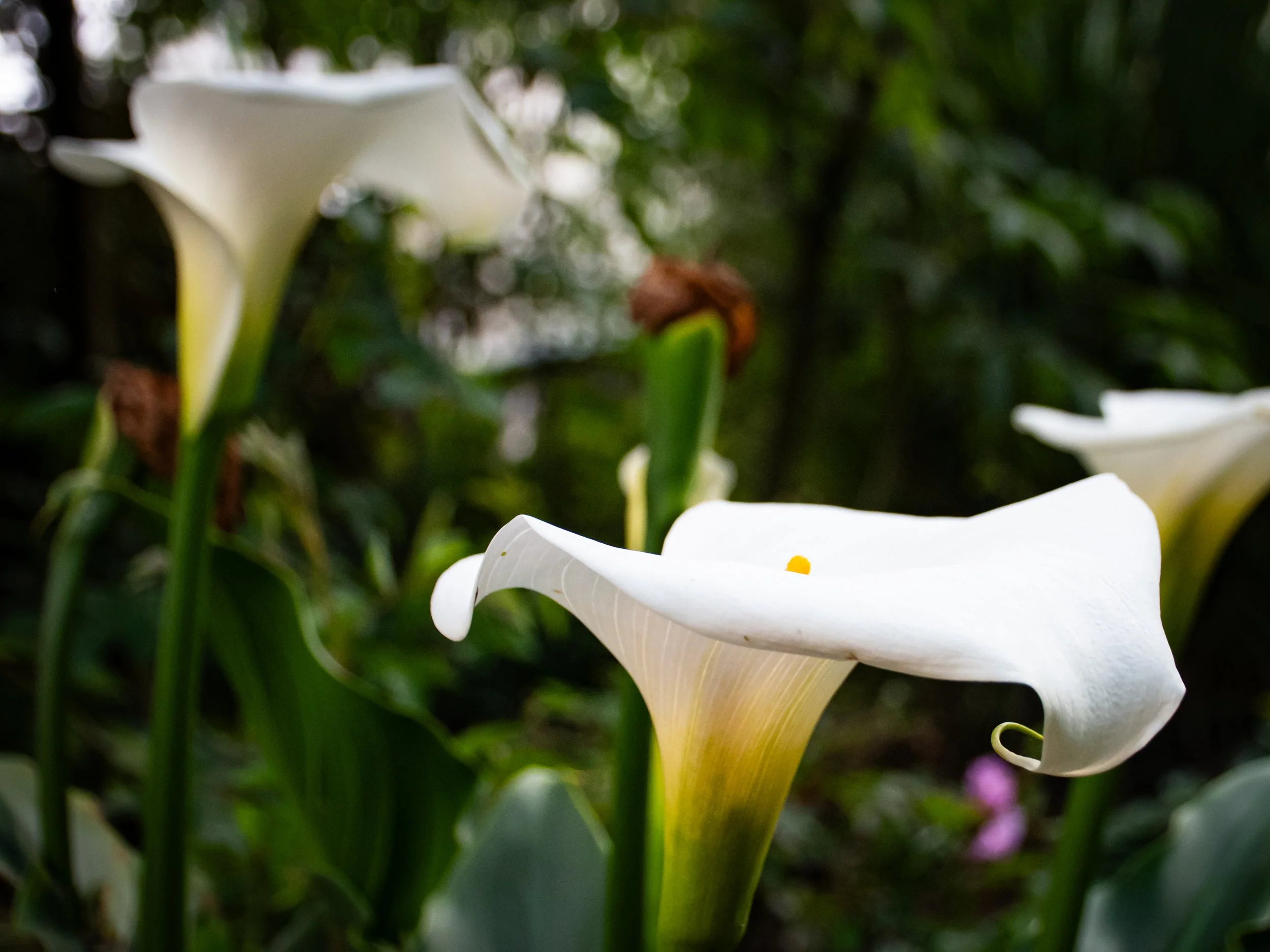 Close-up of white calla lily flowers with dark green background.