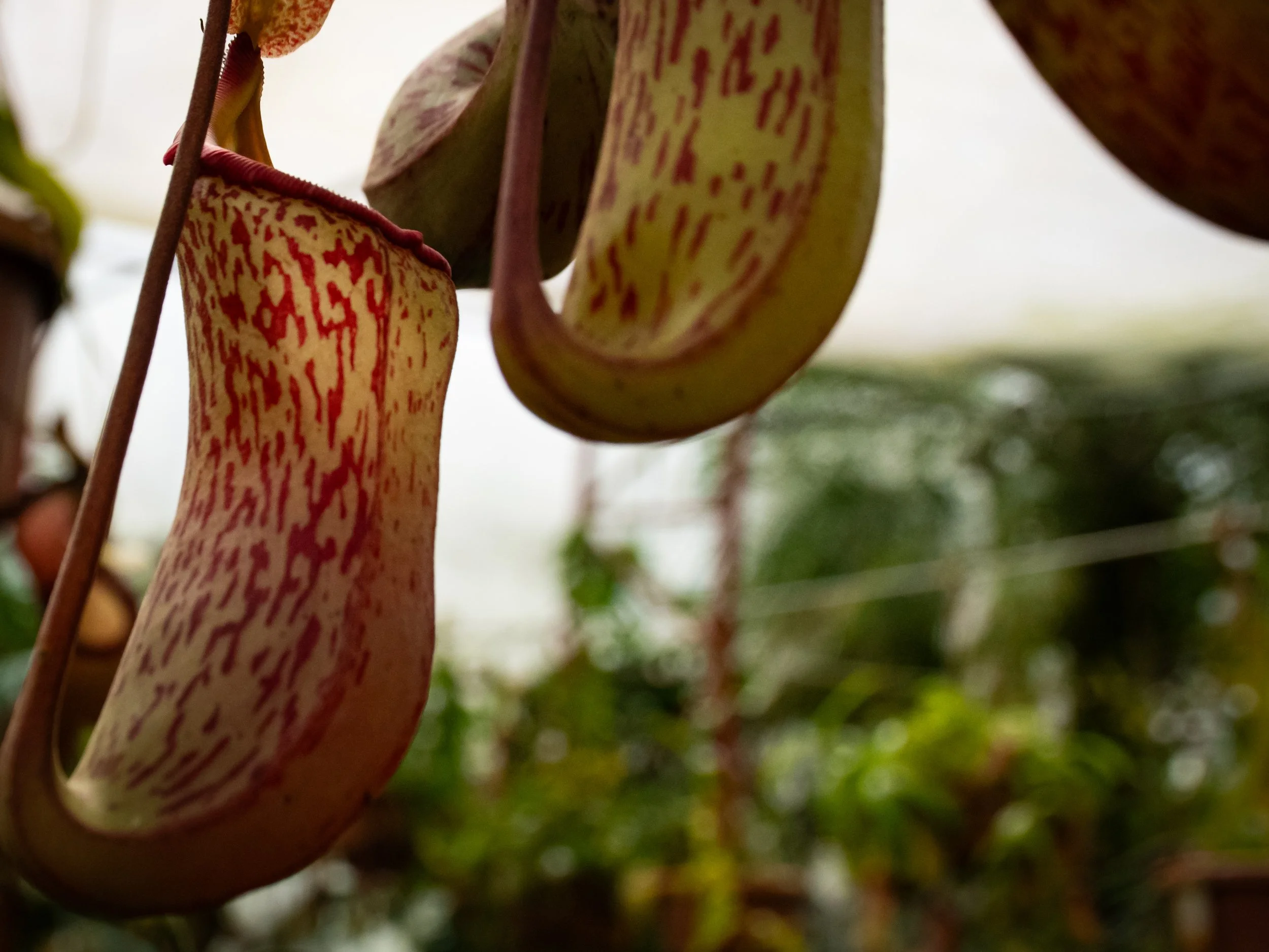 Close-up image of several colorful, patterned pitcher plants hanging from a branch, with a blurred background of greenery and sky.