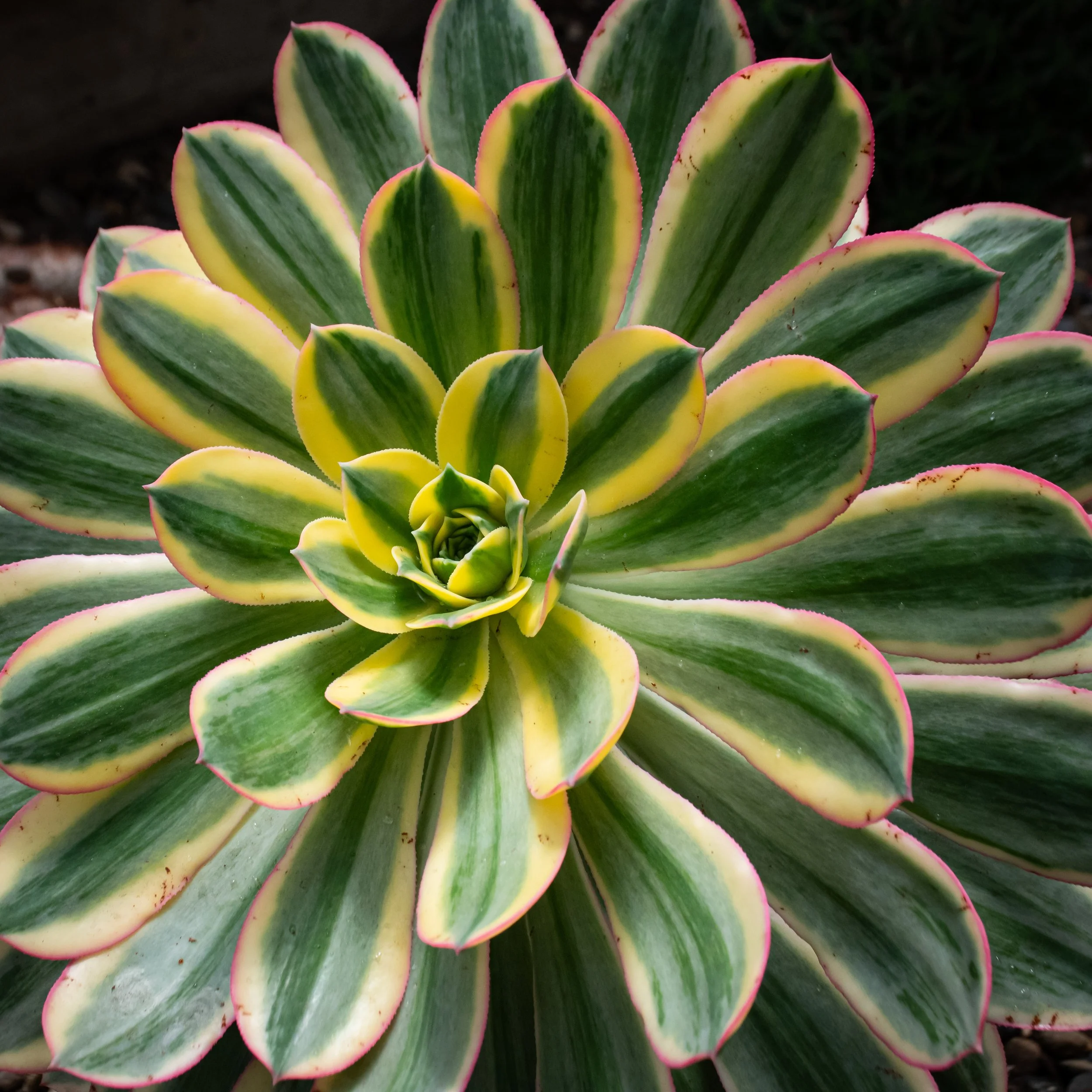 A close-up of a variegated succulent plant with green and yellow leaves edged in pink, arranged in a rosette pattern.