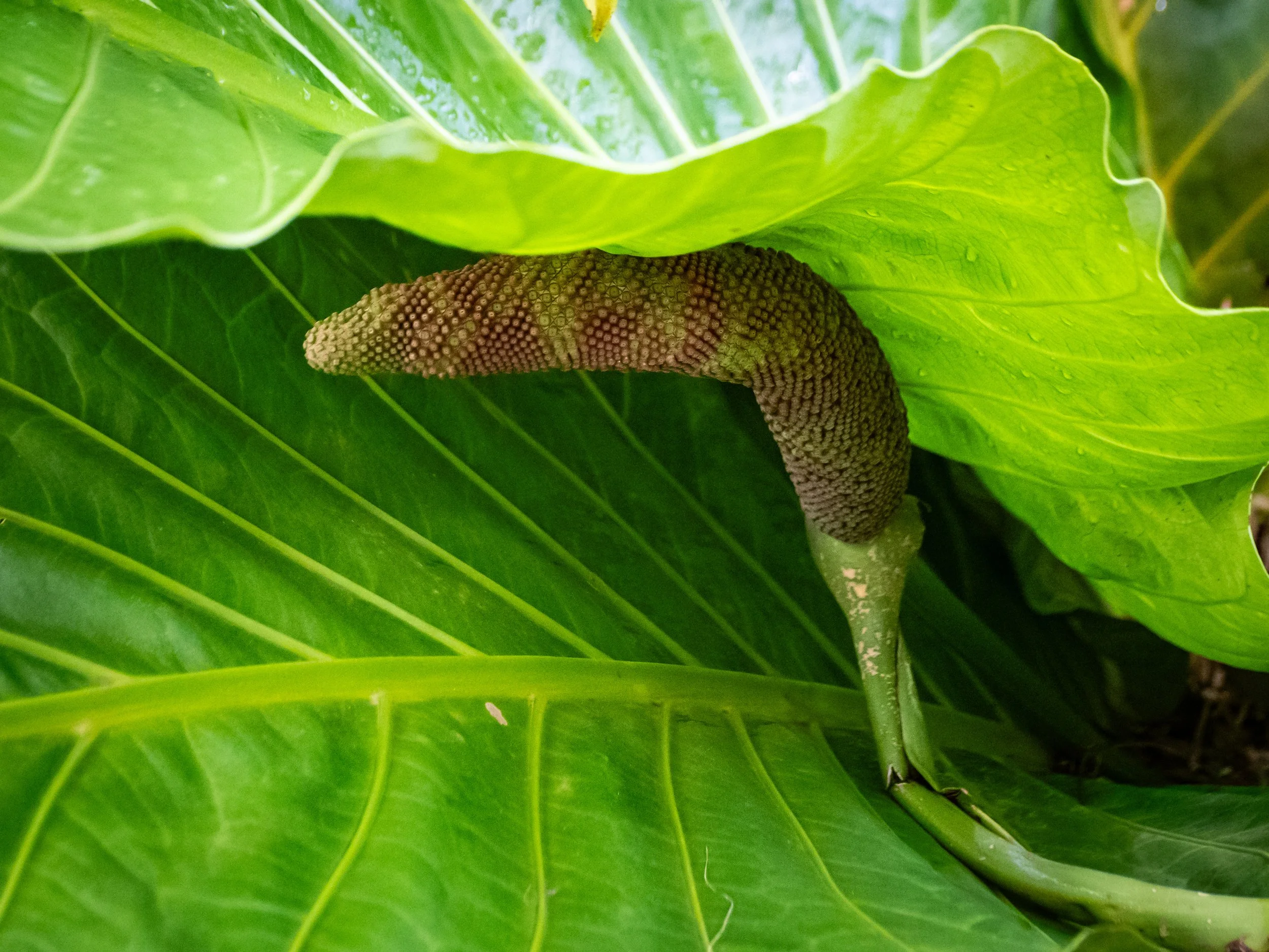 A close-up of a stamen with a brown and textured body, hidden among large green leaves with water droplets.