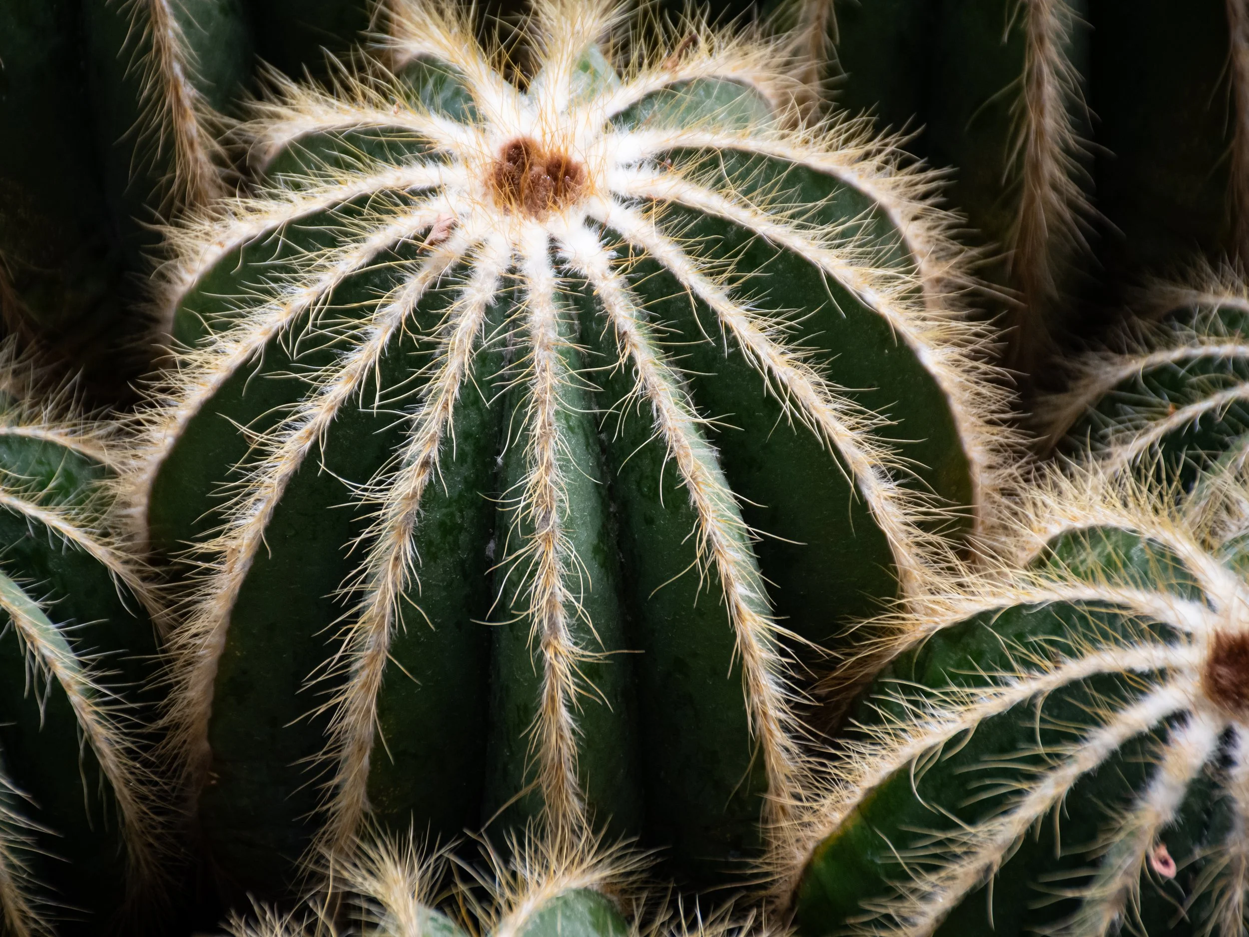 Close-up of a green cactus with sharp white and yellow spines radiating from its surface.