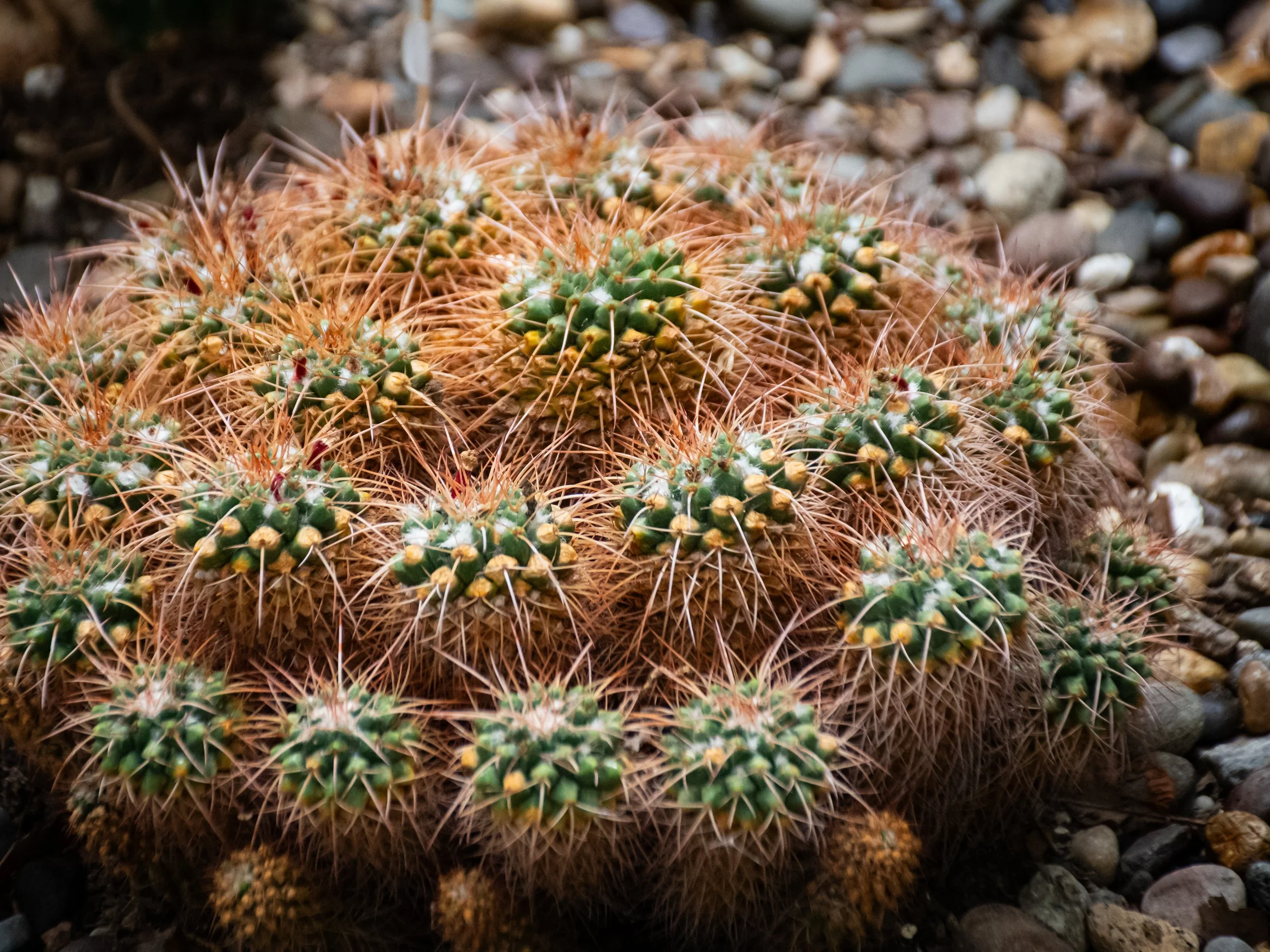 Close-up of a round cactus with long orange spines on a gravel surface.
