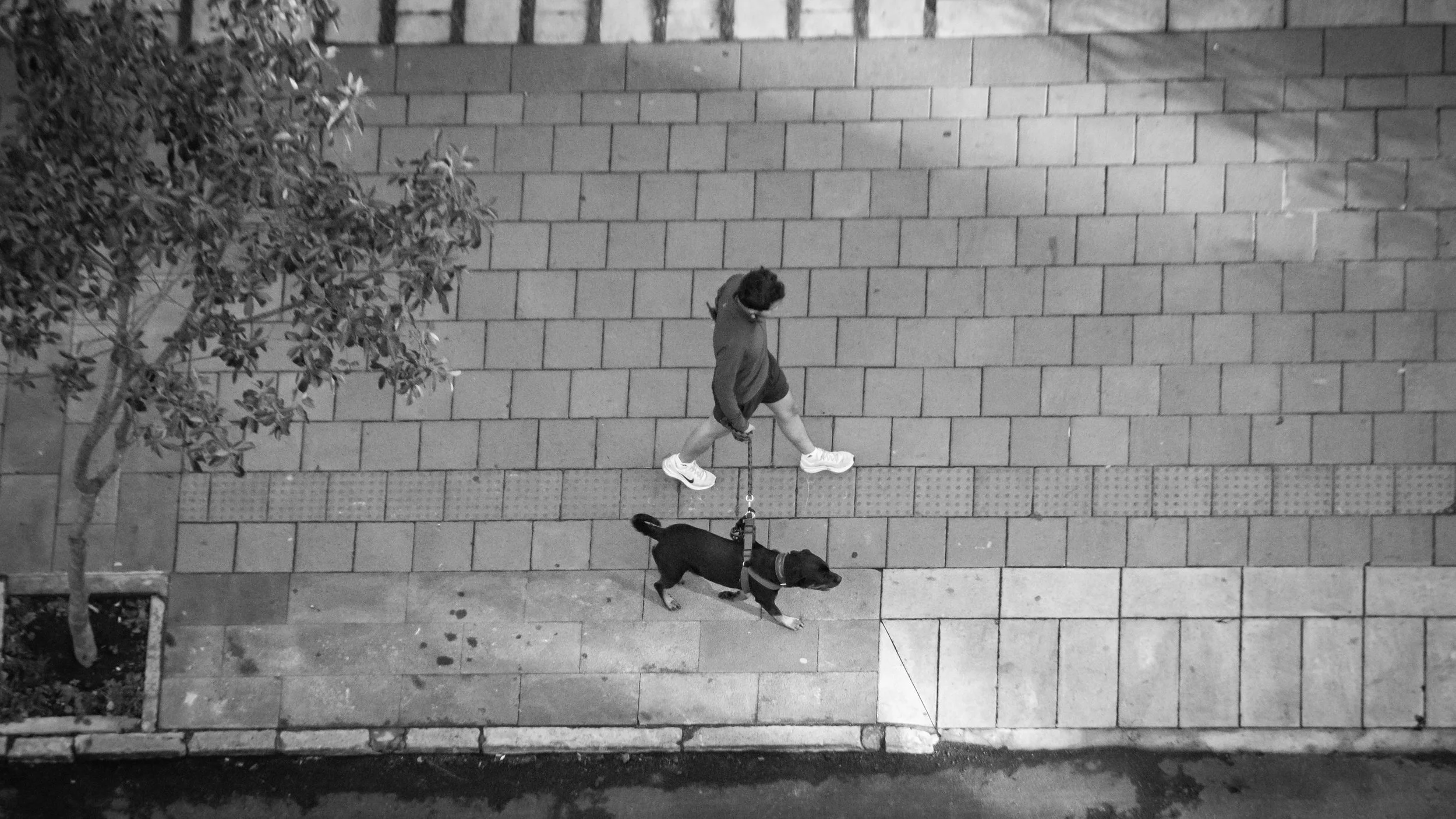 A bird's-eye view of a person walking a dog at night on a sidewalk with tiled pavement. A tree is visible on the left side of the image.