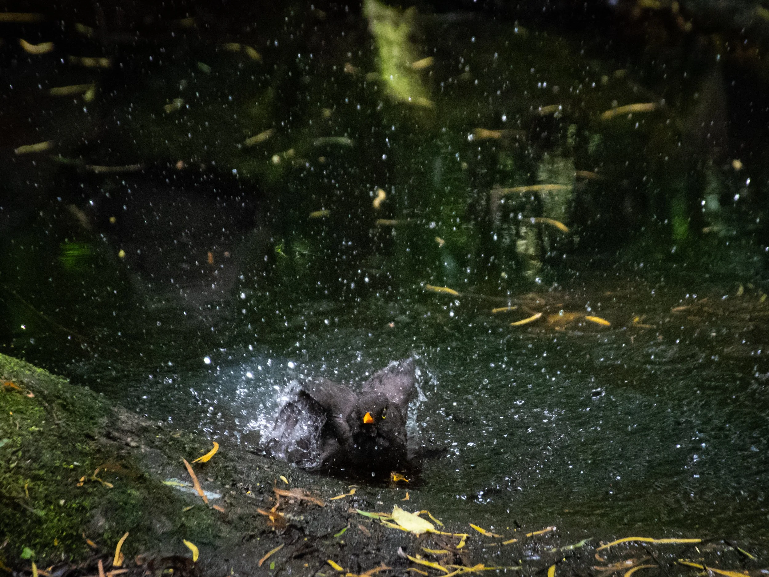 A small black dog surfing on a log in a creek or river, with water splashing around.