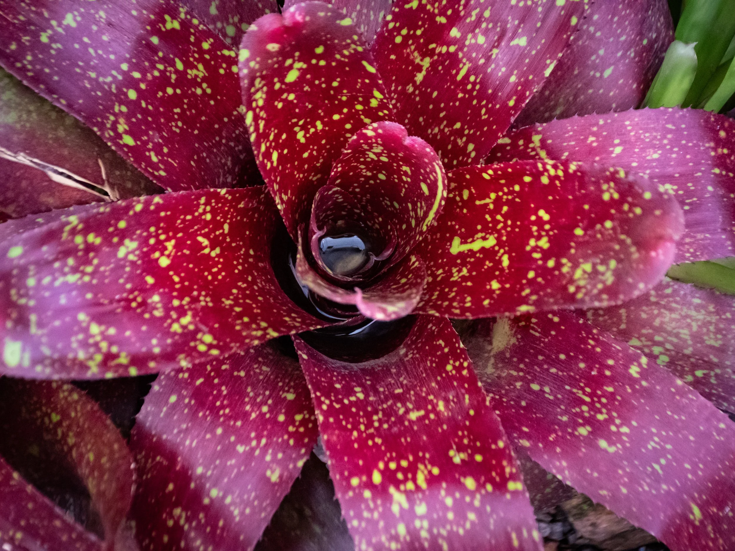 Close-up of a colorful flower petal with a dark center, featuring red, purple, and yellow spots.