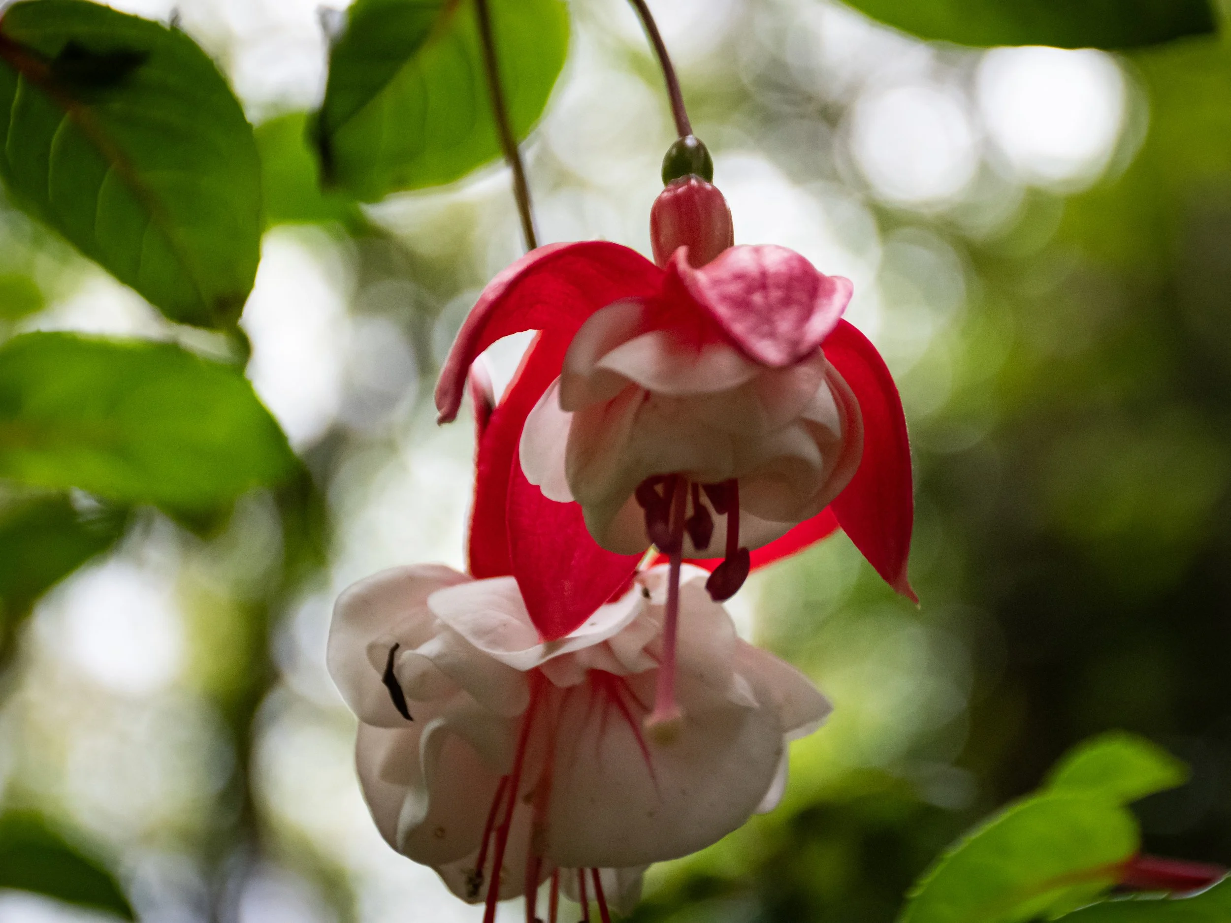 Close-up of a hanging pink and white flower, surrounded by green leaves.