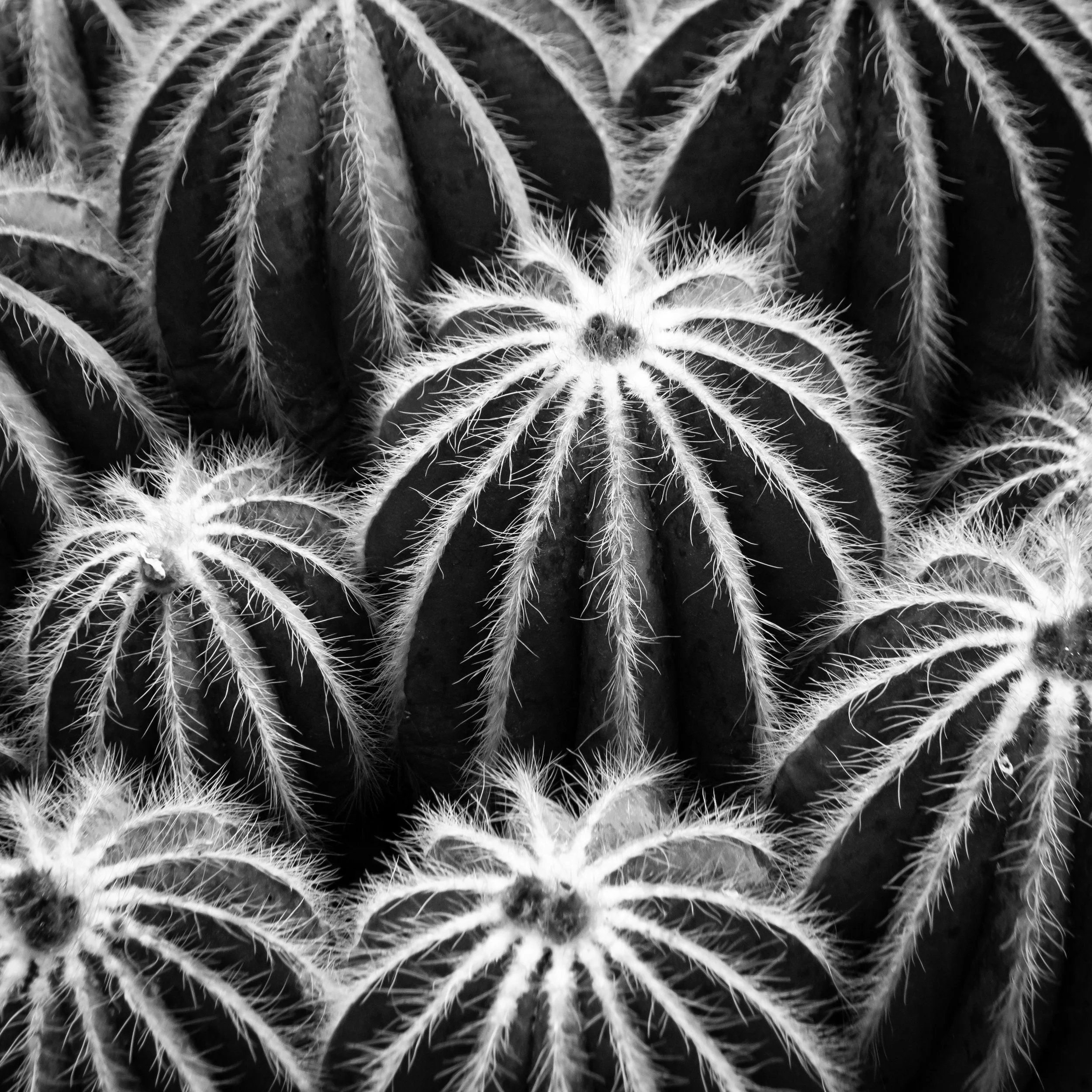 Close-up image of cactus, showing spines on its surface, in black and white.
