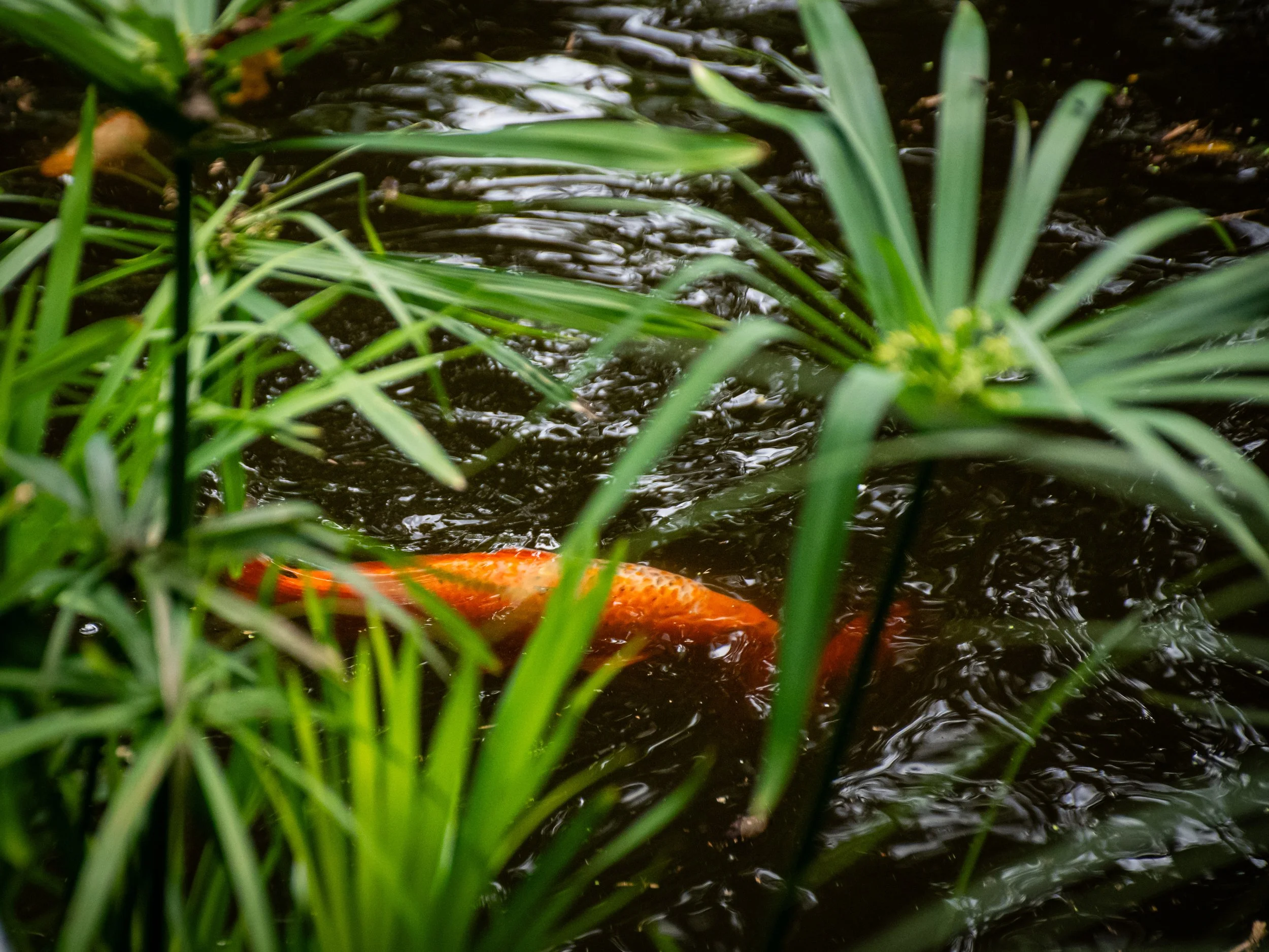 A koi fish swimming in a pond surrounded by green aquatic plants.