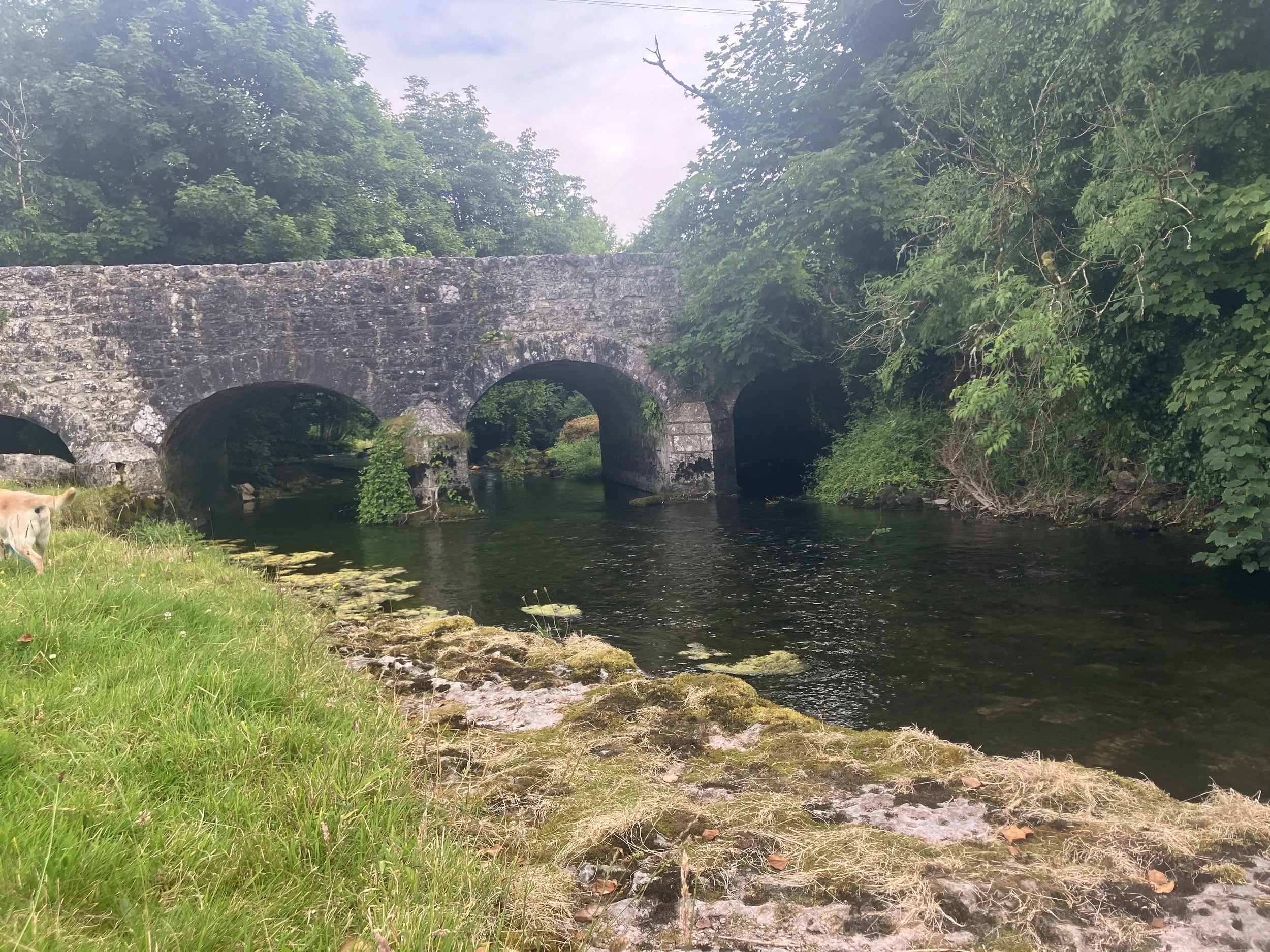 A stone bridge with three arches over a calm, narrow river surrounded by lush green trees and grass. Part of a light-colored dog is visible on the grassy riverbank in the foreground.