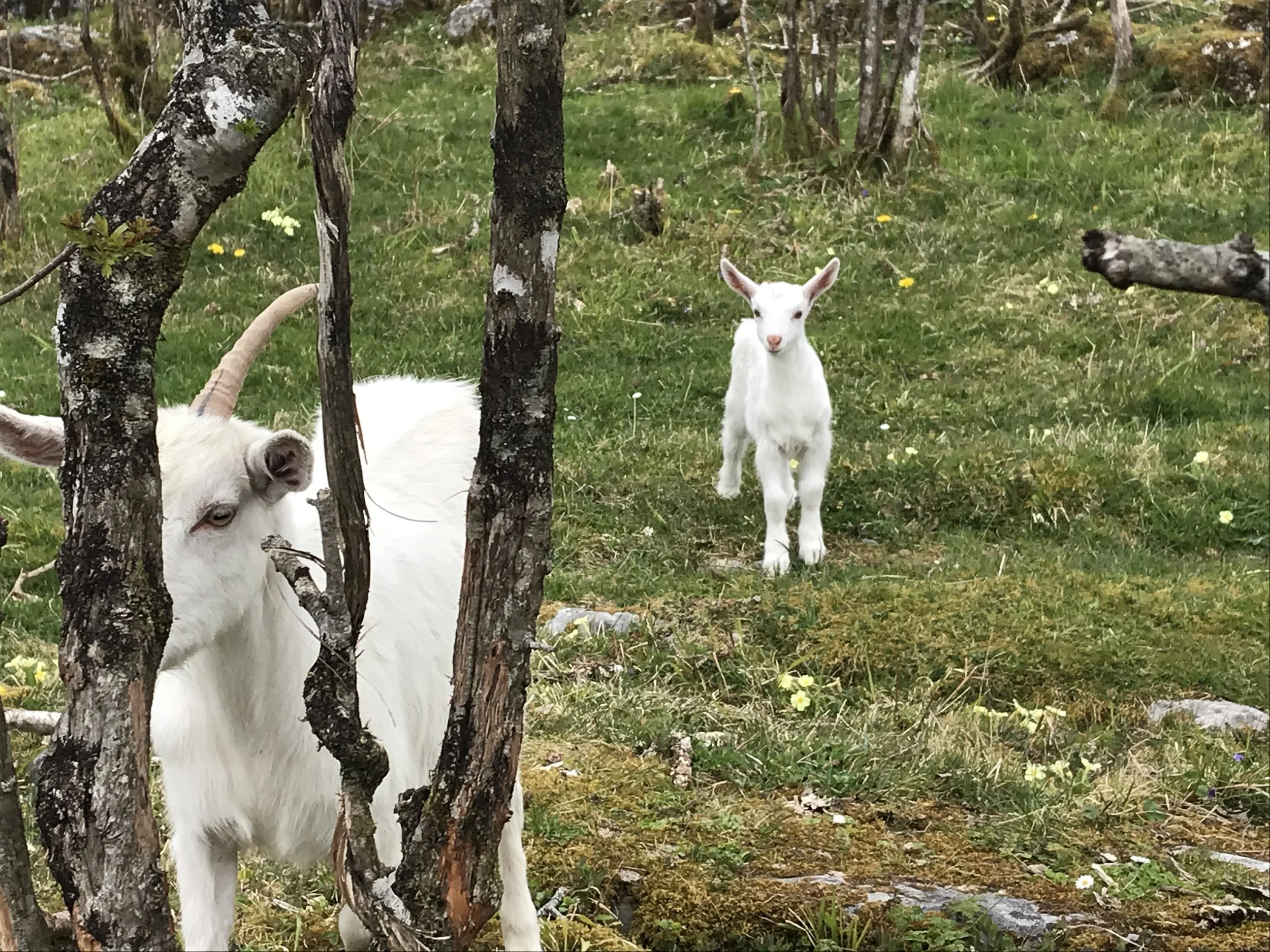 Group Memoir Writing Course - Remote