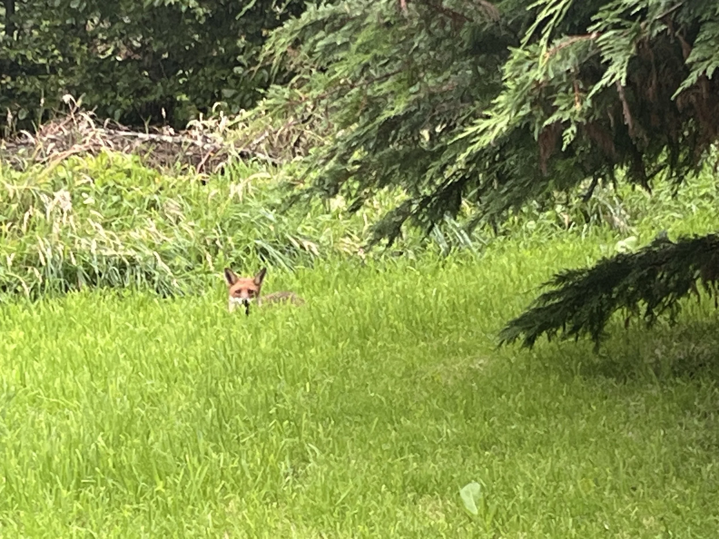 A fox lying in tall green grass under a tree, with more greenery and branches in the background.
