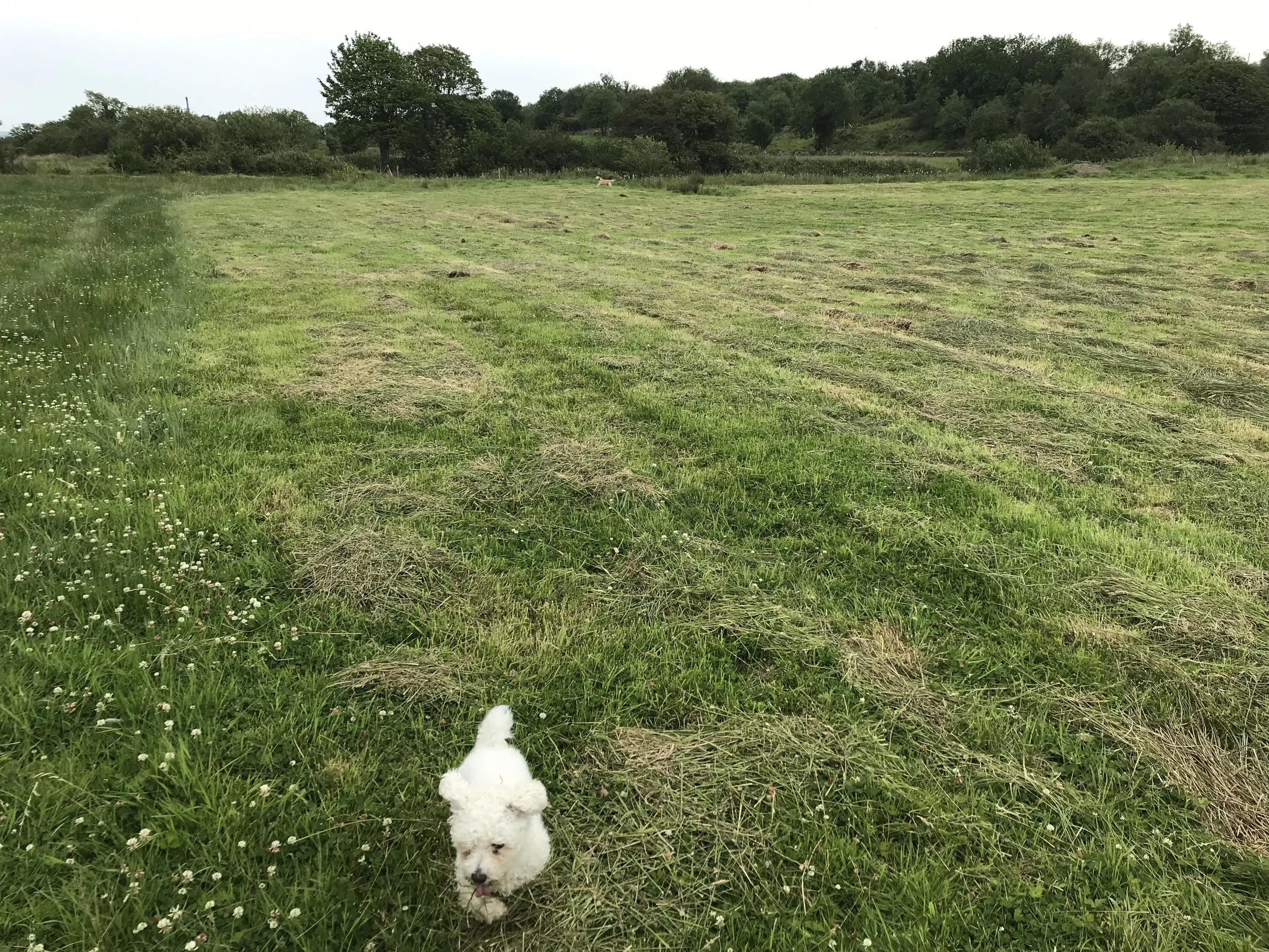 Introduction to Memoir Writing - Remote