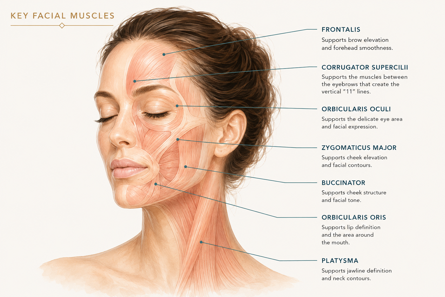 Educational illustration of the key facial muscles treated during the Signature Sculpt & Lift microcurrent facial at Wax n' Peels in Monrovia, CA