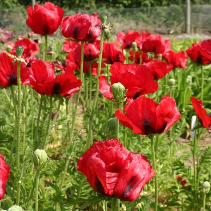 Red Poppy Seeds
