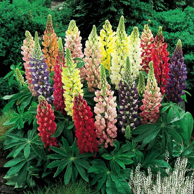 Lupin Seeds