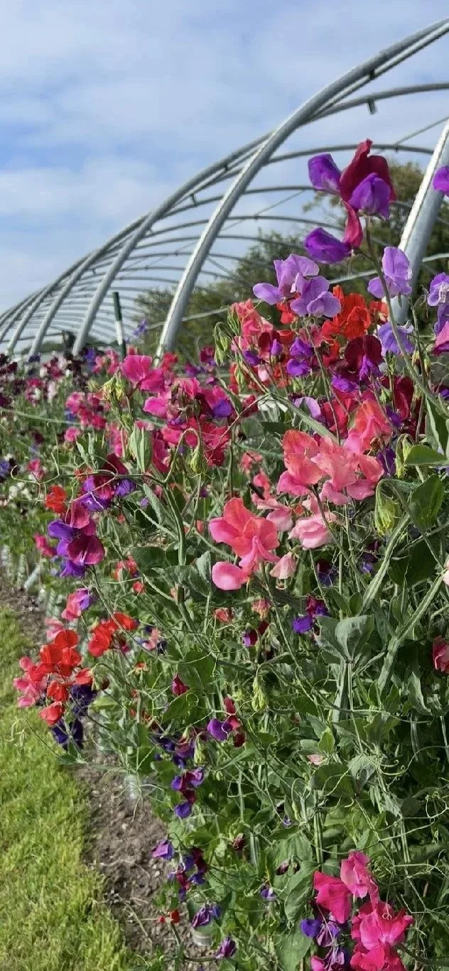 Sweet Peas Seeds