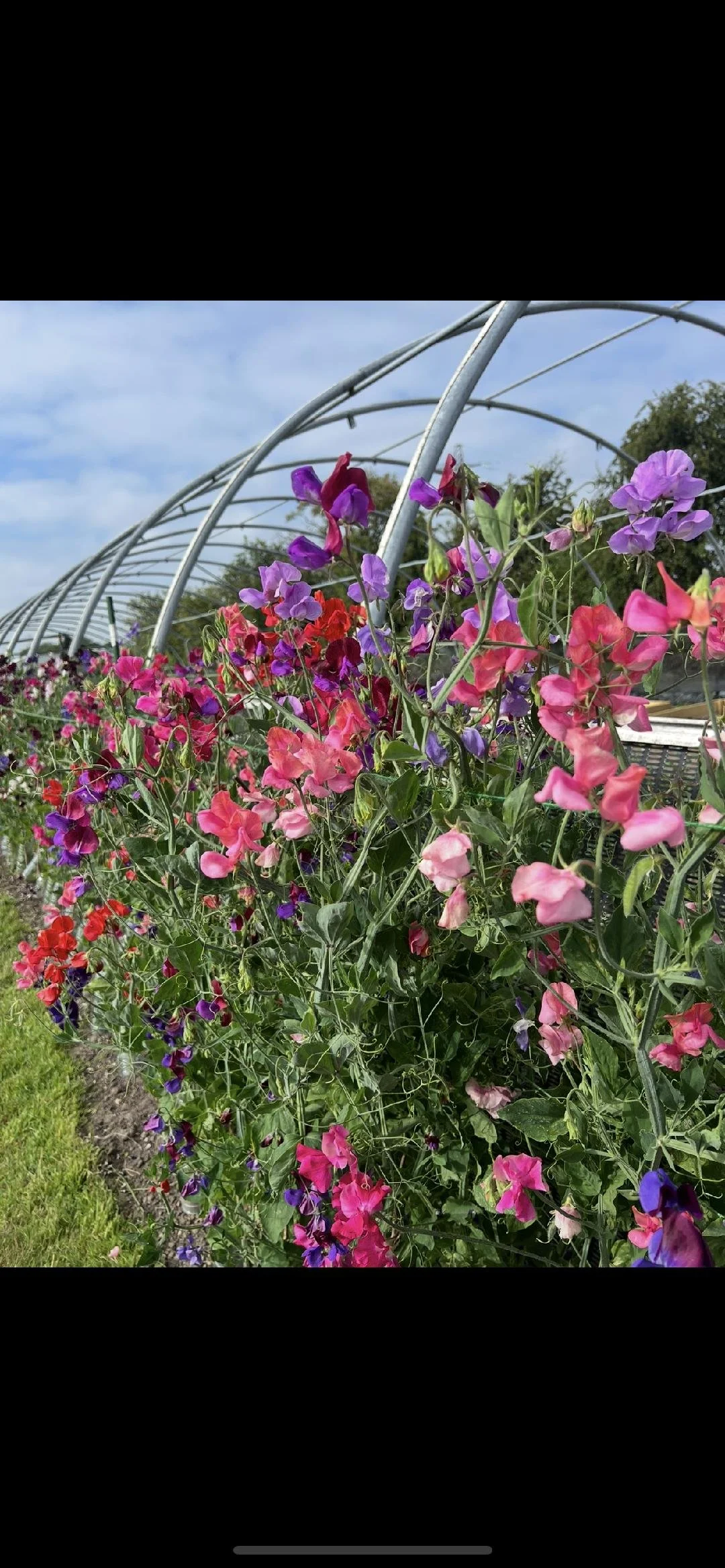 sweet peas.jpg