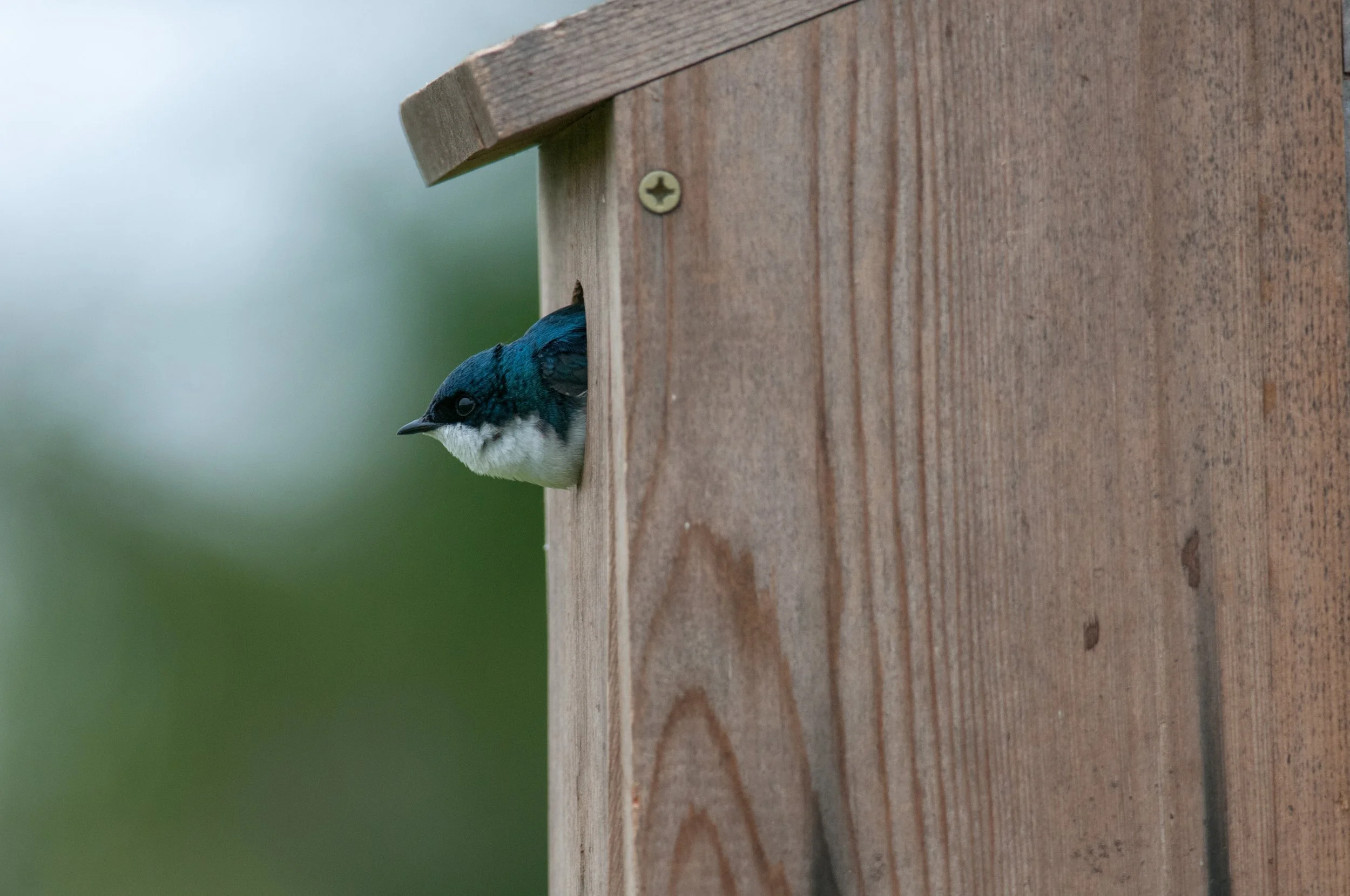 Build a Bluebird House