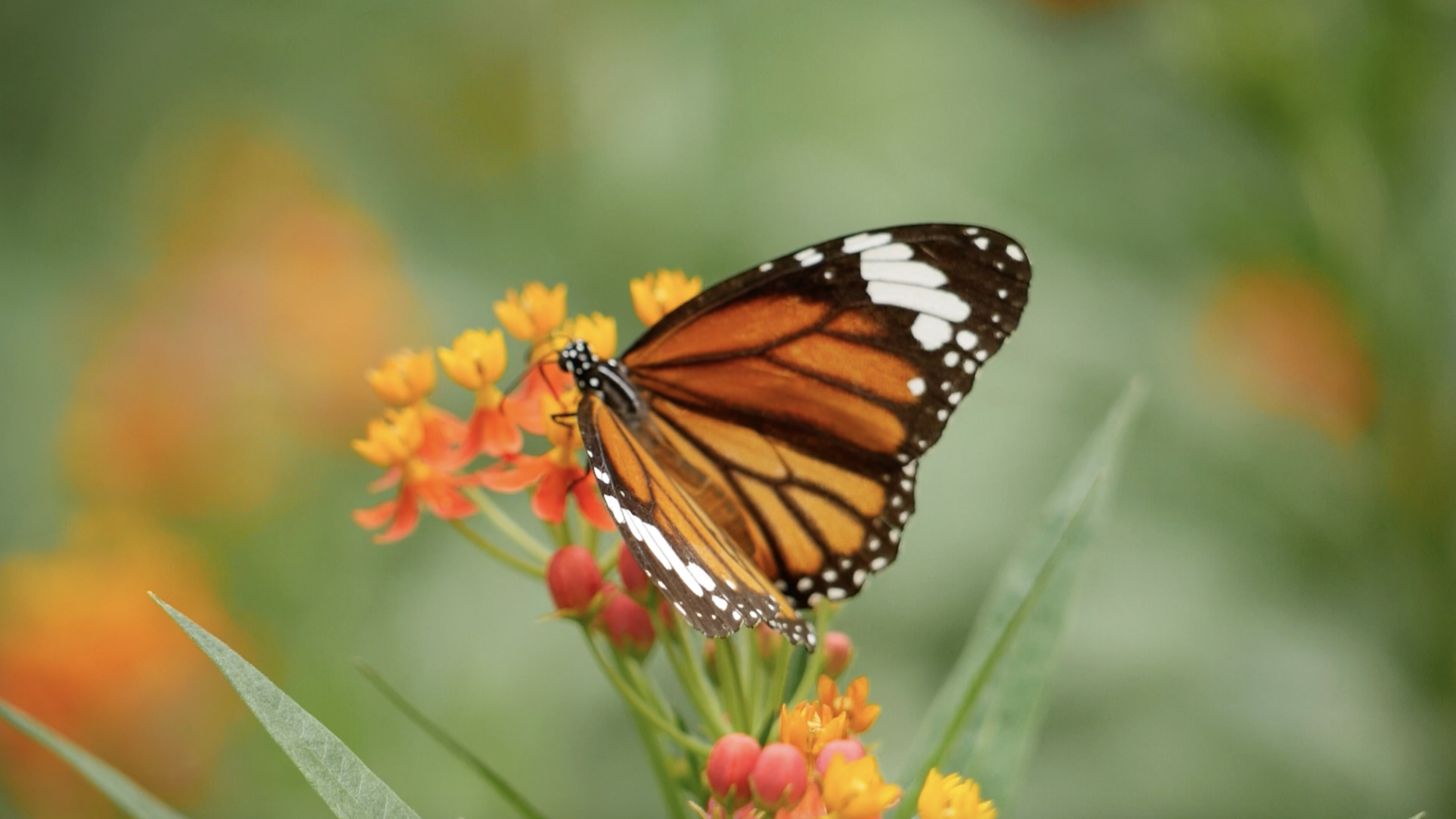 Screenshot 2026-03-04 at 12.44.47 PM.png