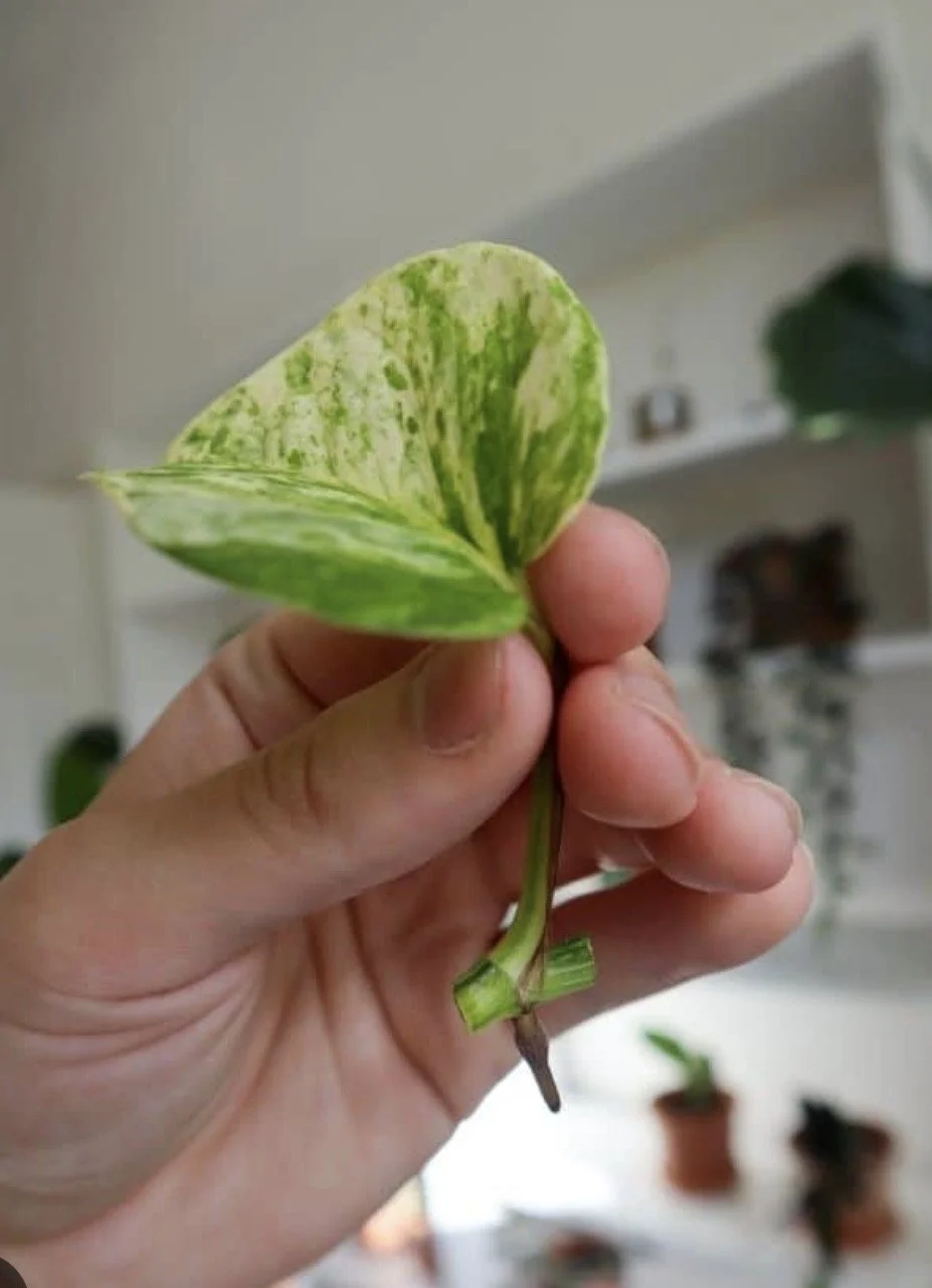 3 Variegated Pothos (Snow Queen) cuttings