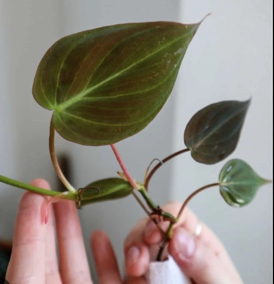 3 Velvet Delight: Rare Micans Philodendron Cutting (Copy)