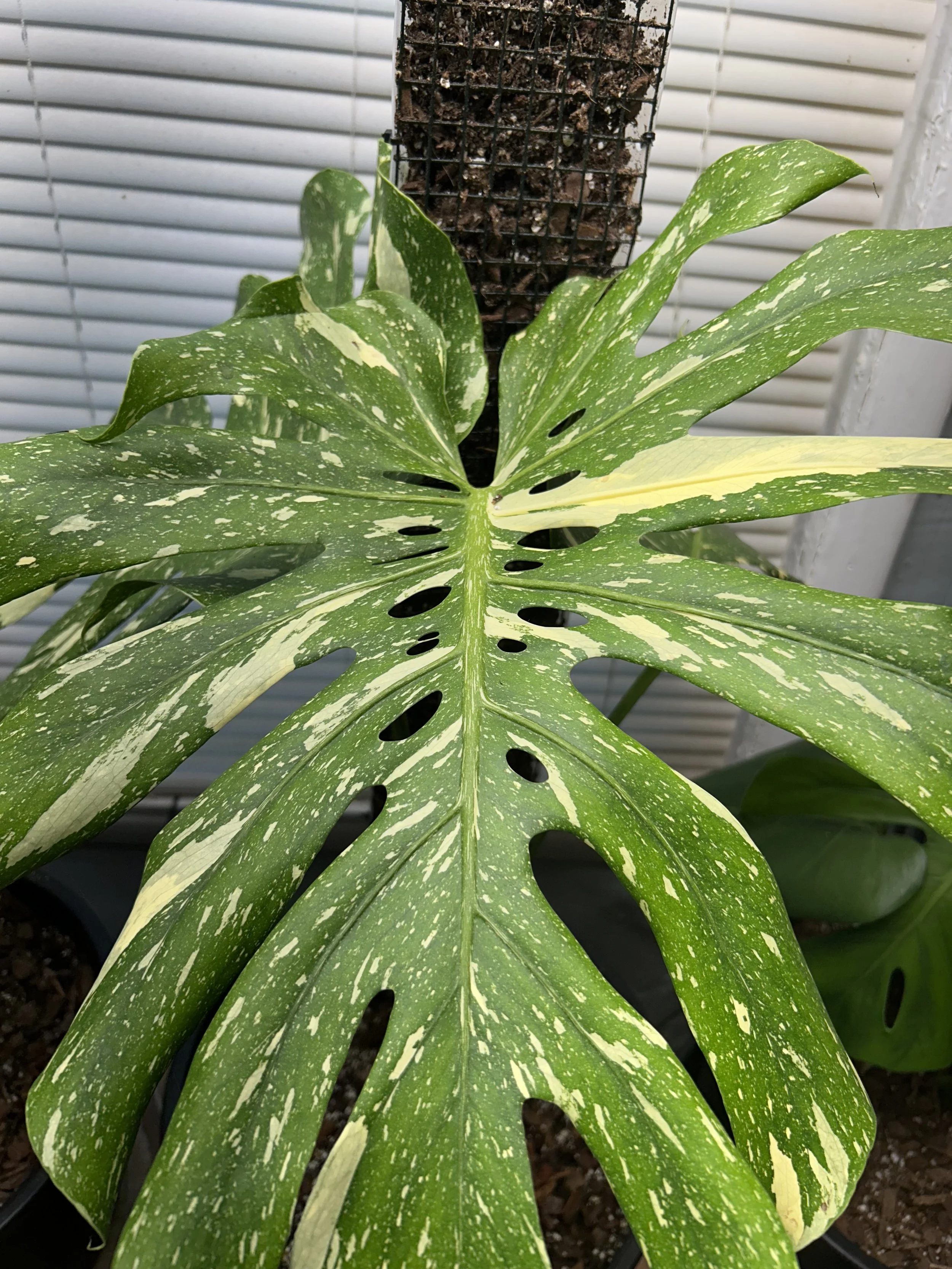 Beautiful monster cuttings. Easy to care for. Unique design.