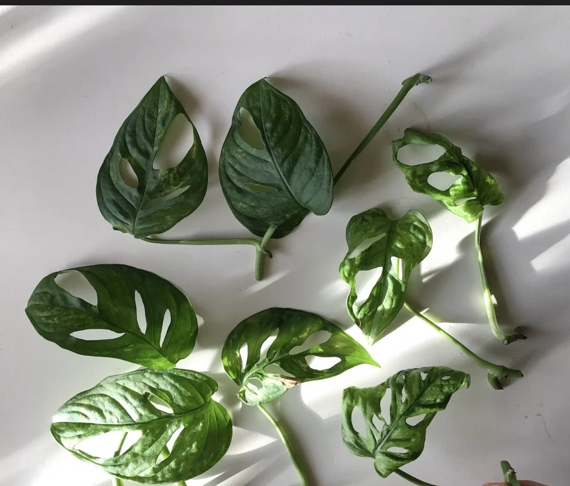 1 Swiss Cheese Delight Cutting