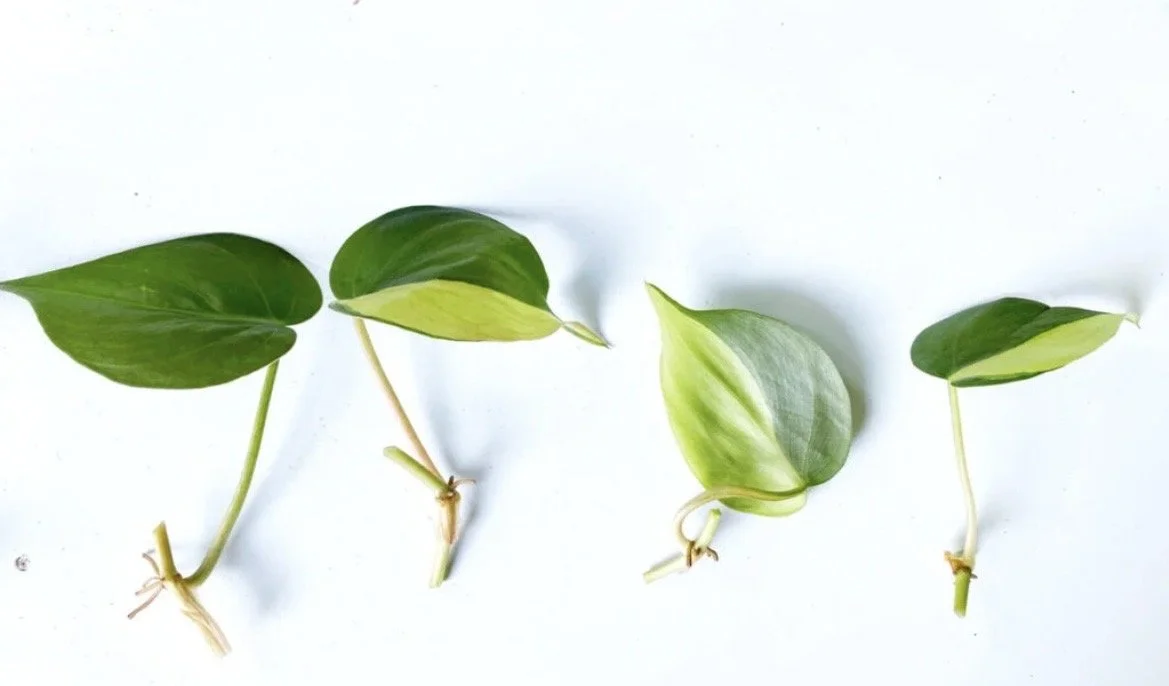 3 Brasil Philodendron Cuttings