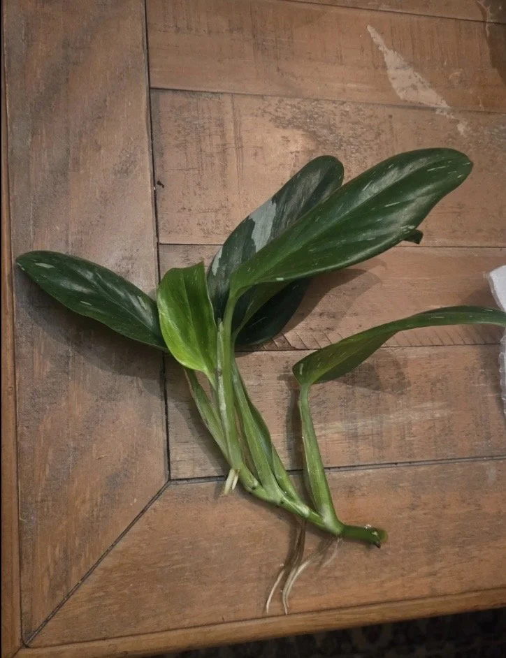 1 Monstera Standleyana Albo Cutting