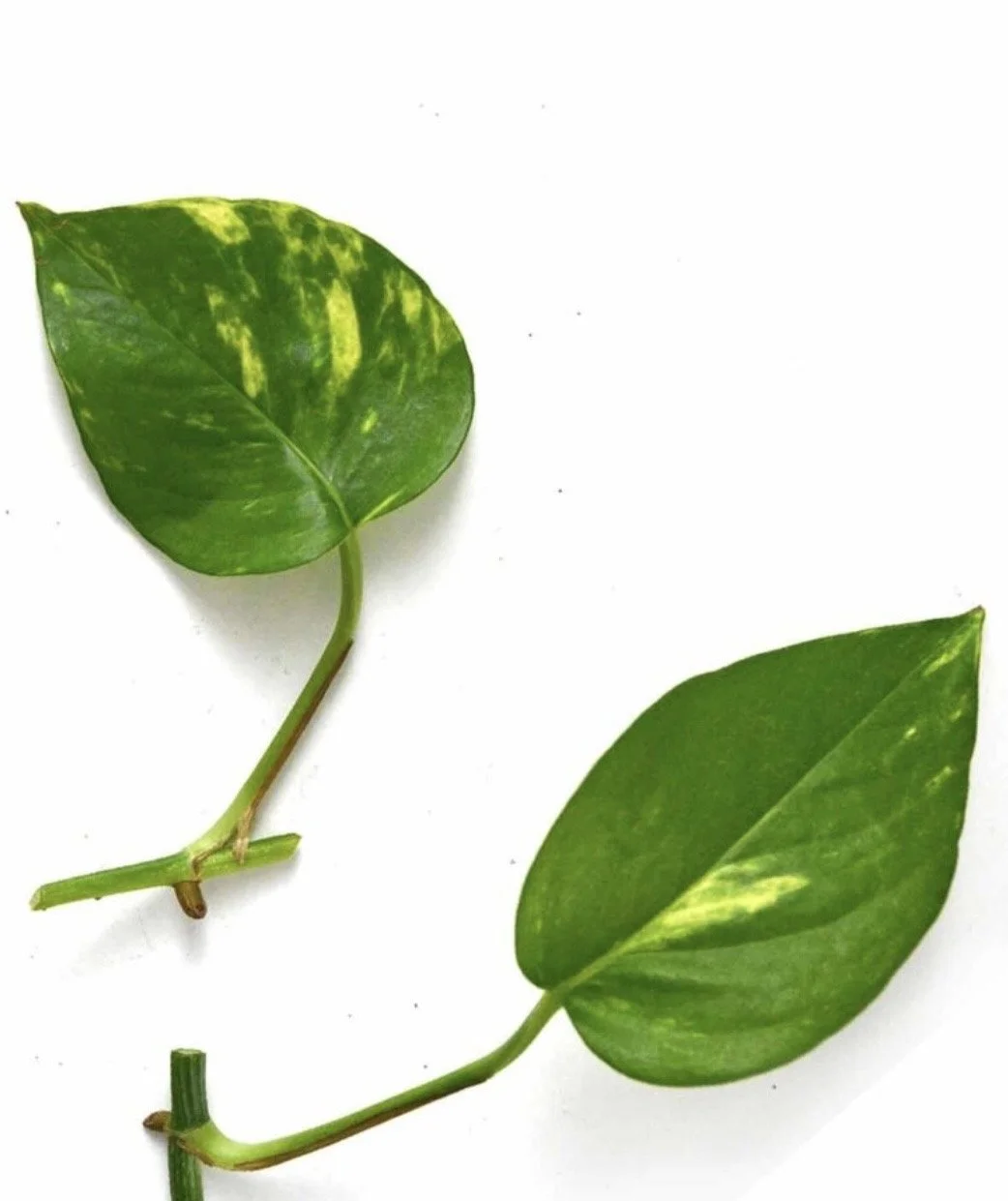 3 Golden Pothos Cuttings - Effortless Indoor Greenery