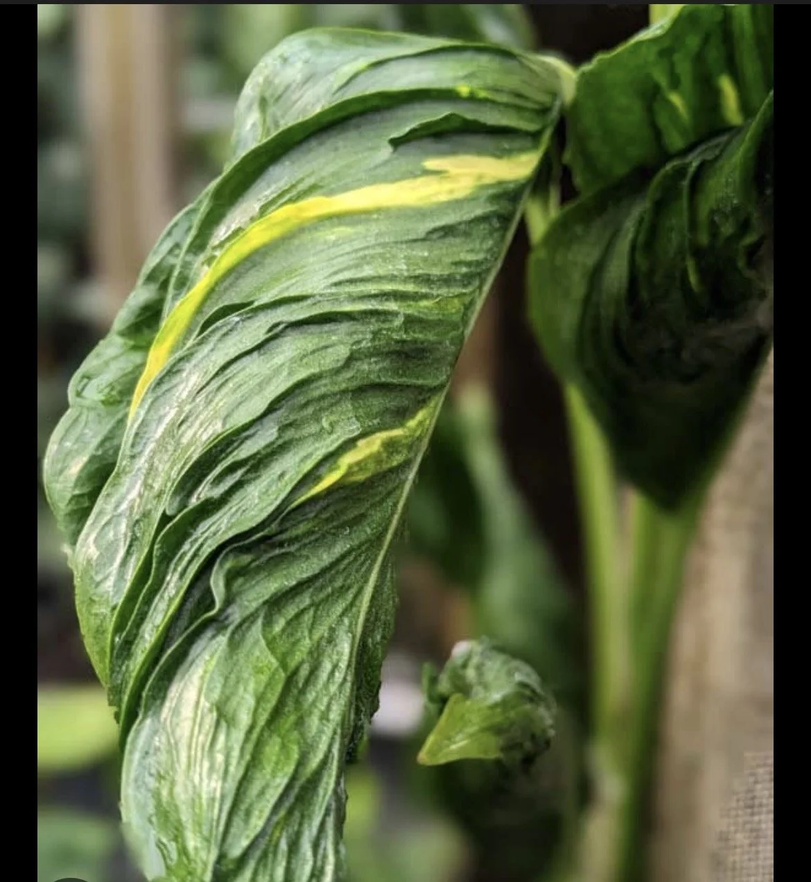 3 Shangri La Pothos Cuttings