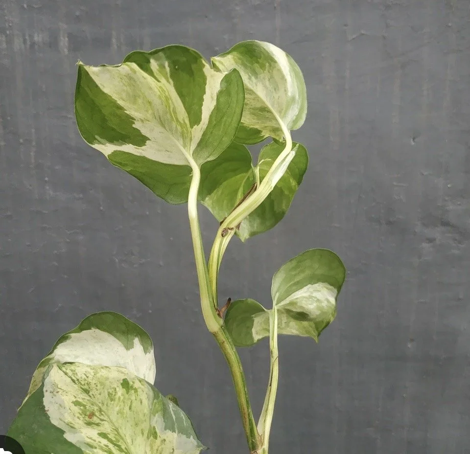 1 "N" Joy Pothos (Wavey Wonder Plant) cutting