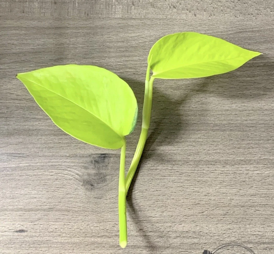 3 Neon Pothos Cuttings