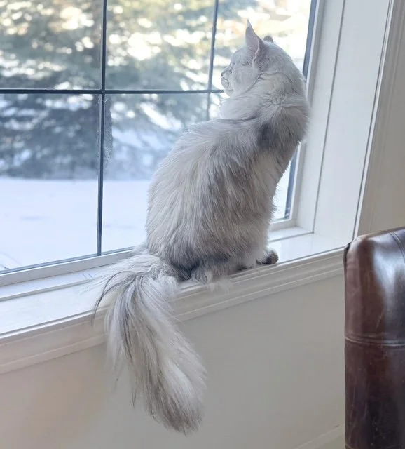 History of the Maine Coon