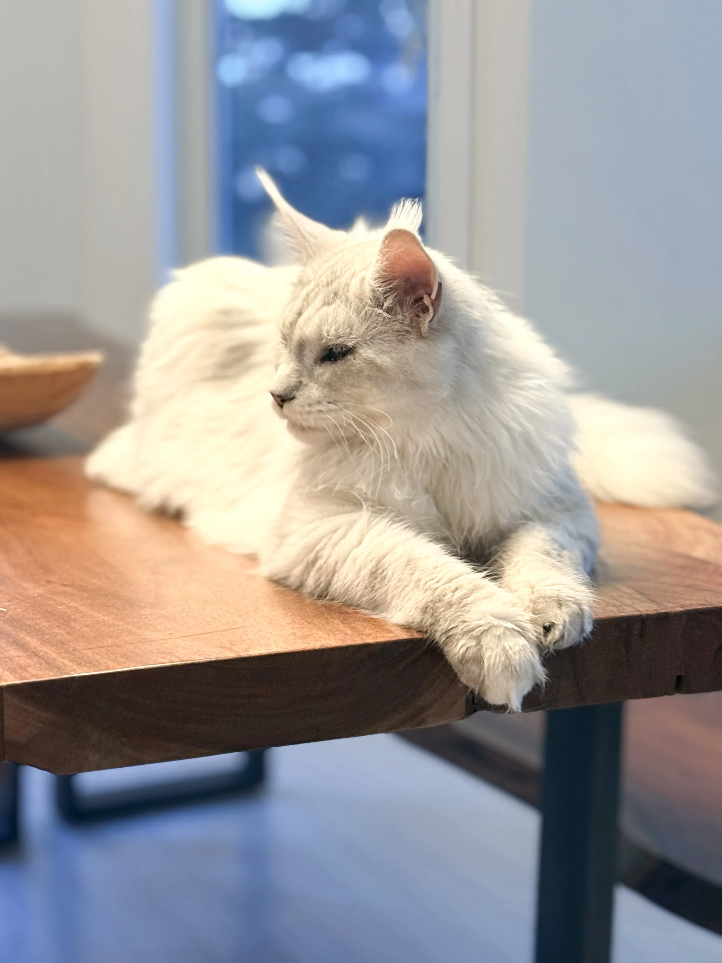 Loki 021226 01.jpg