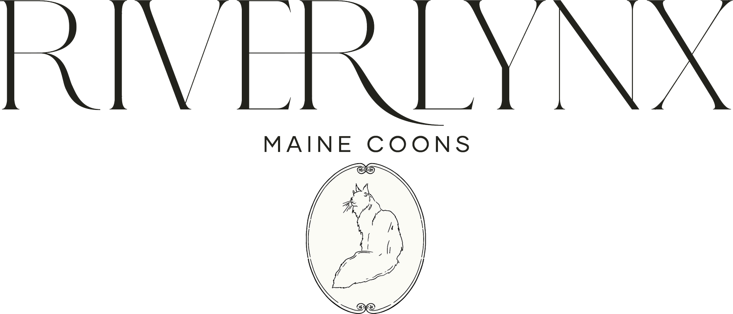 Riverlynx Maine Coons
