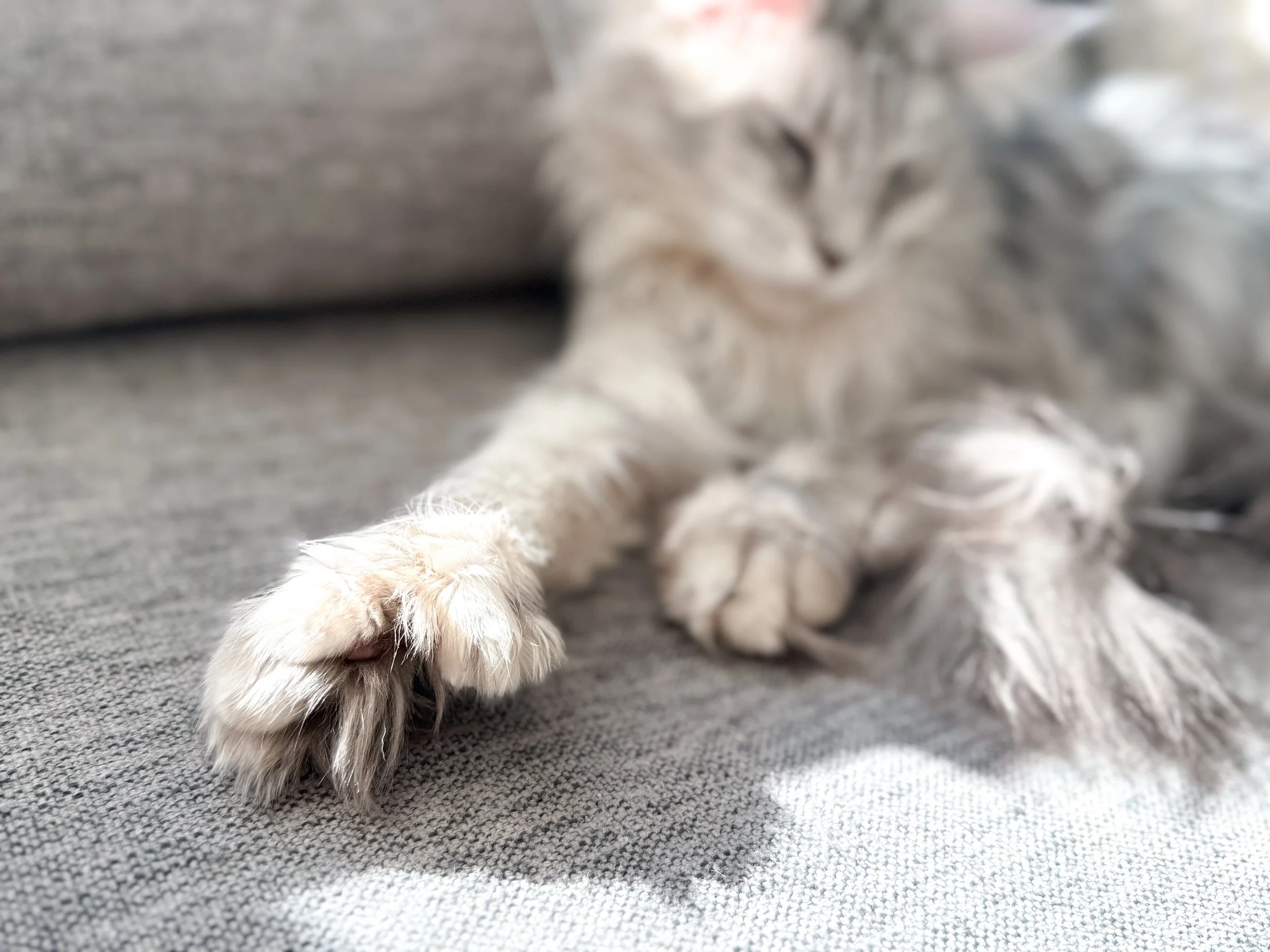 Lilibet Poly Paw.jpeg
