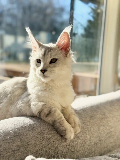 Loki 1.jpg