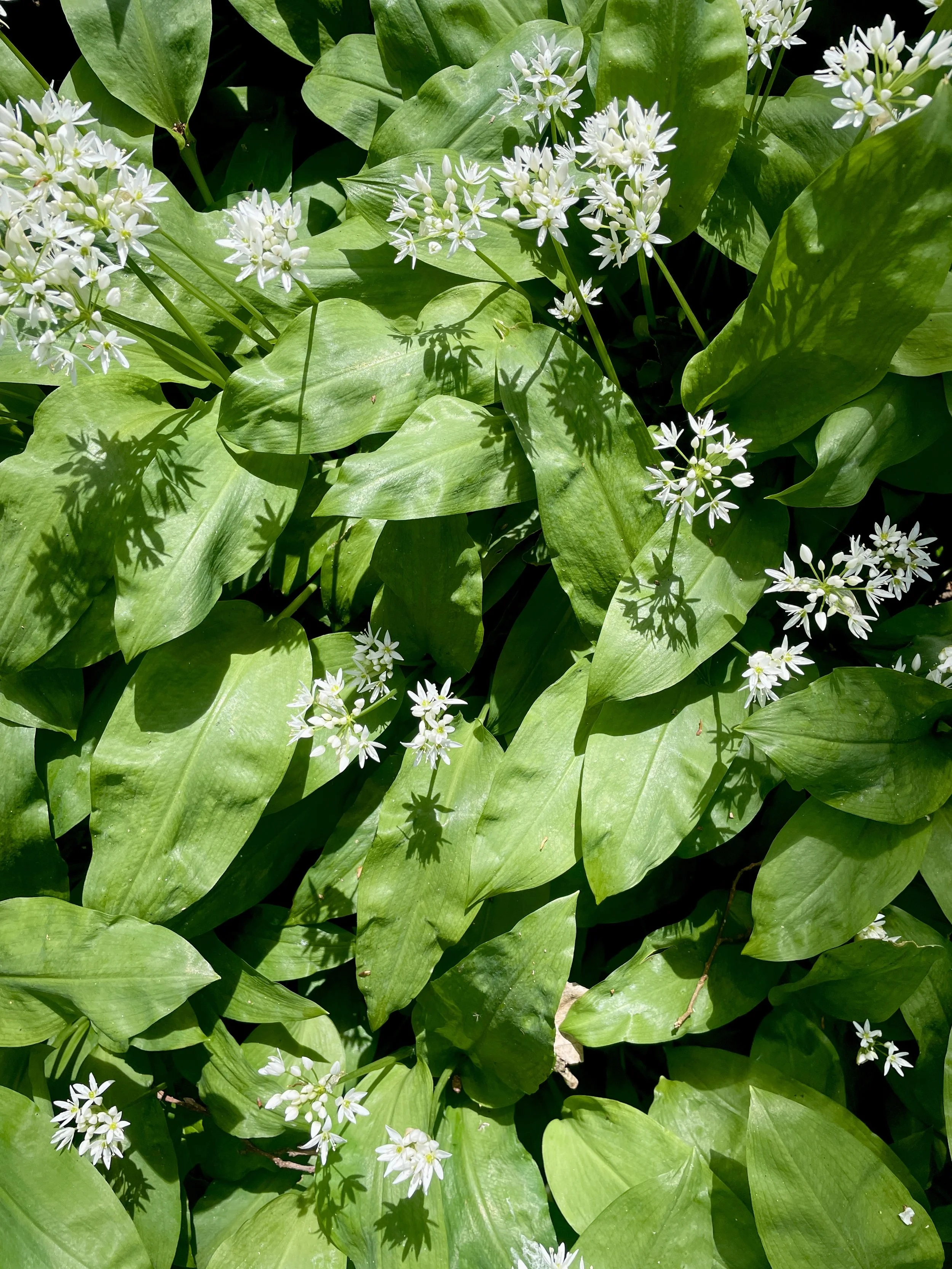 Pat's pizza team picking Wild garlic in Lewes, sussex for the March Pat's pizza special.