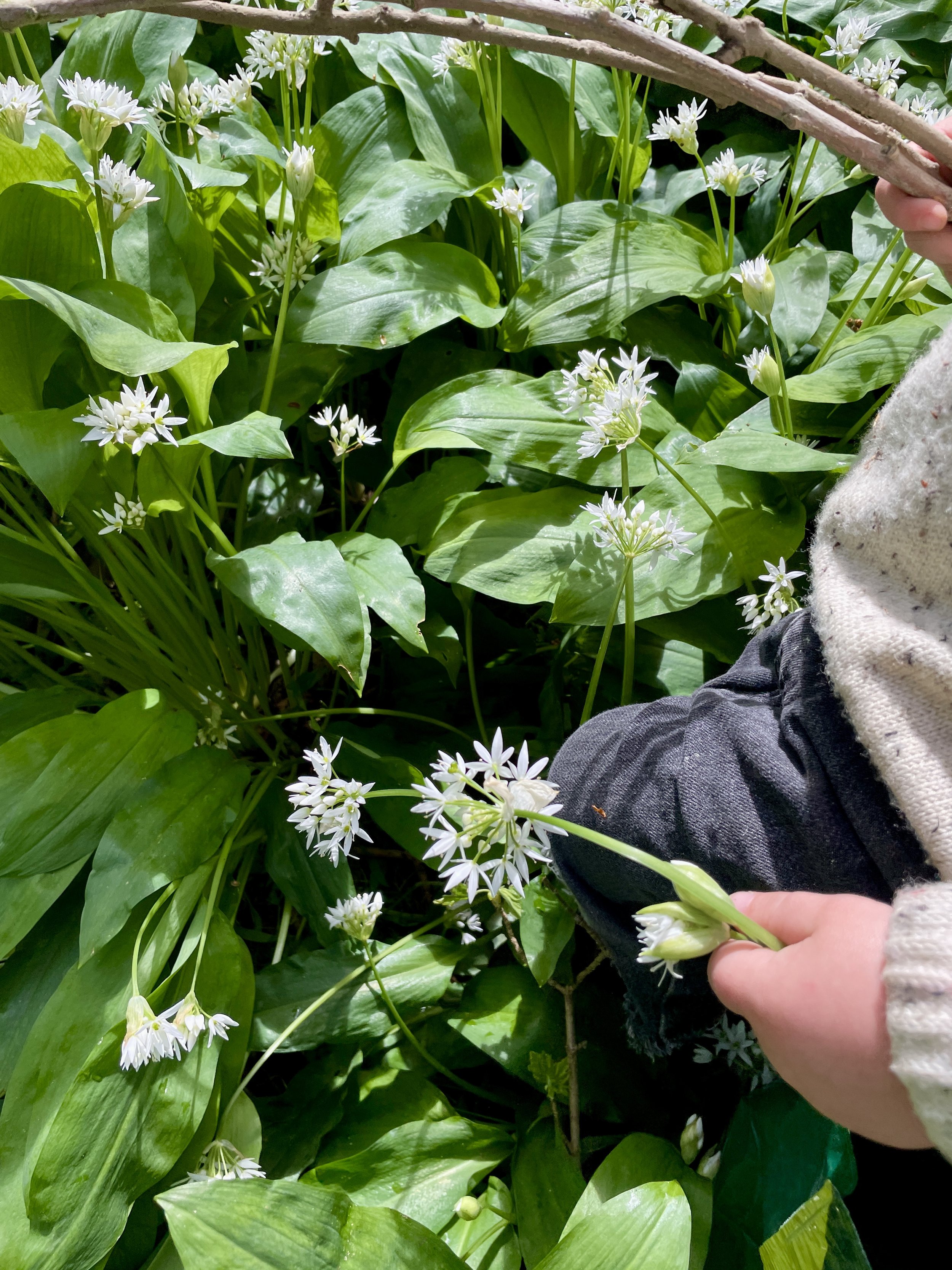 Pat's pizza team picking Wild garlic in Lewes, sussex for the March Pat's pizza special.