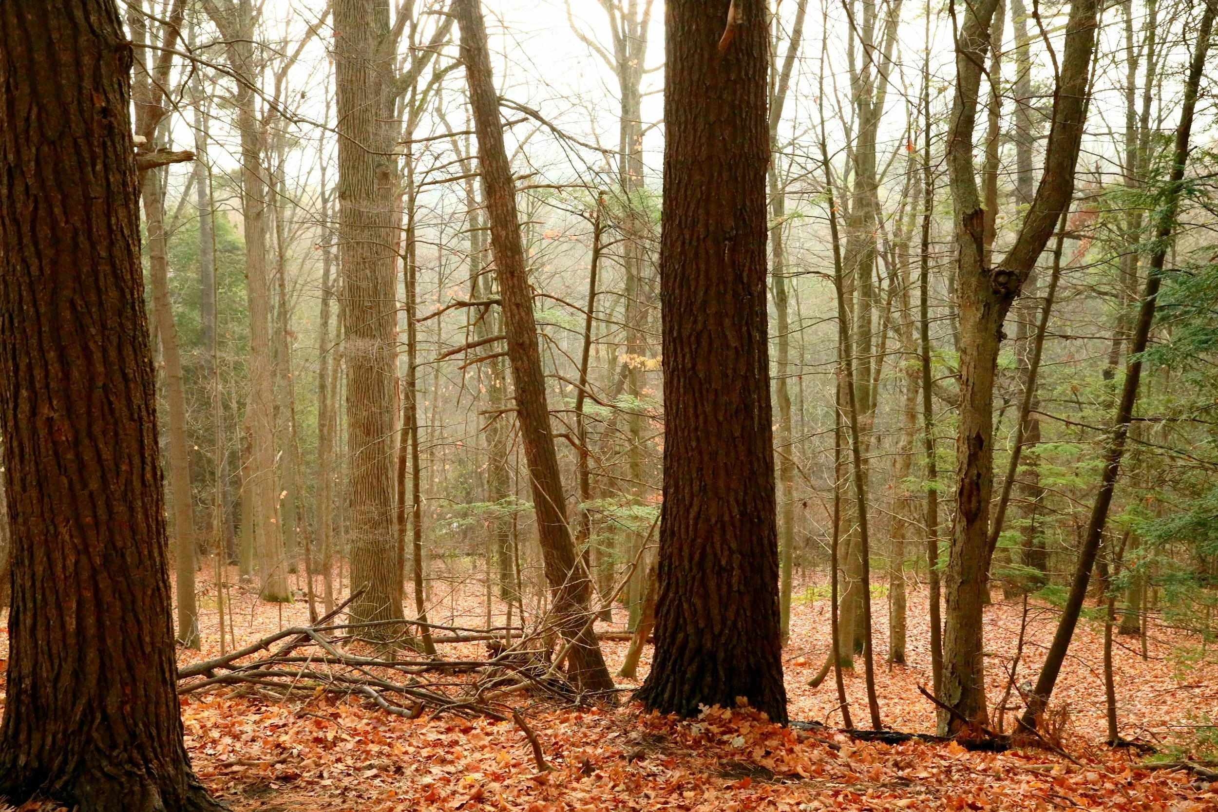 A forest scene with tall trees covered in brown bark, some of which have branches extending outward. The ground is covered with fallen leaves, and a faint fog or mist surrounds the trees, creating a mystical atmosphere.