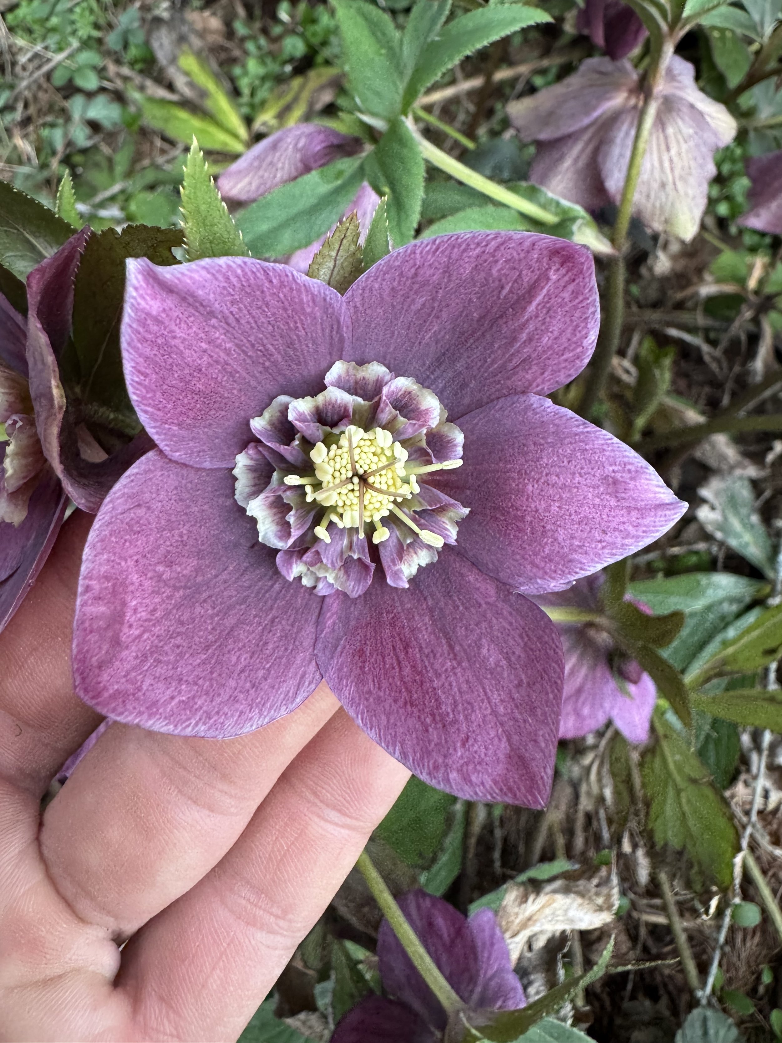 Summer Bouquet Subscription