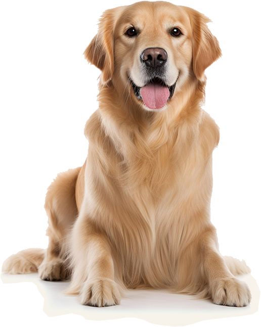 Golden retriever dog sitting with mouth open and tongue out, looking happy.