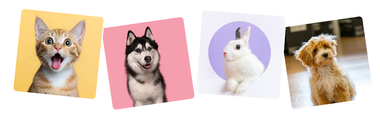 Collection of four pet photos: a surprised orange tabby cat, a smiling Siberian Husky, a white rabbit with purple background, and a small tan dog sitting on a wooden floor.