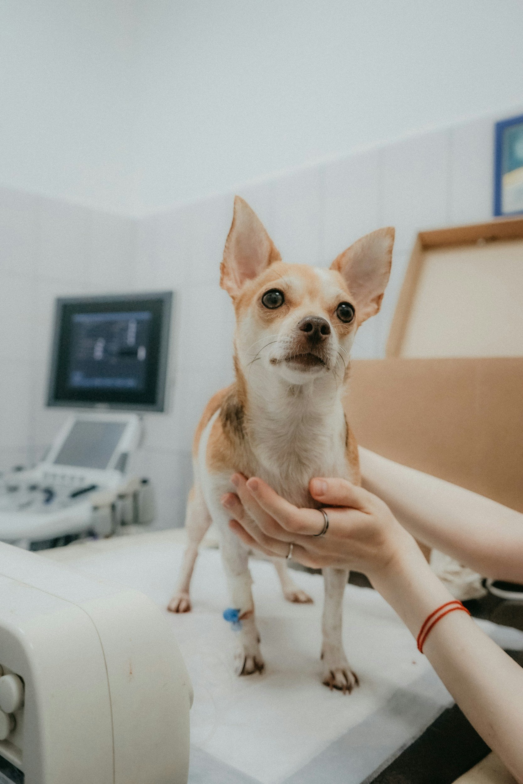 A small dog, possibly a Chihuahua mix, standing on a medical examination table at a veterinary clinic. The dog is being held gently by a person with a red hair tie.