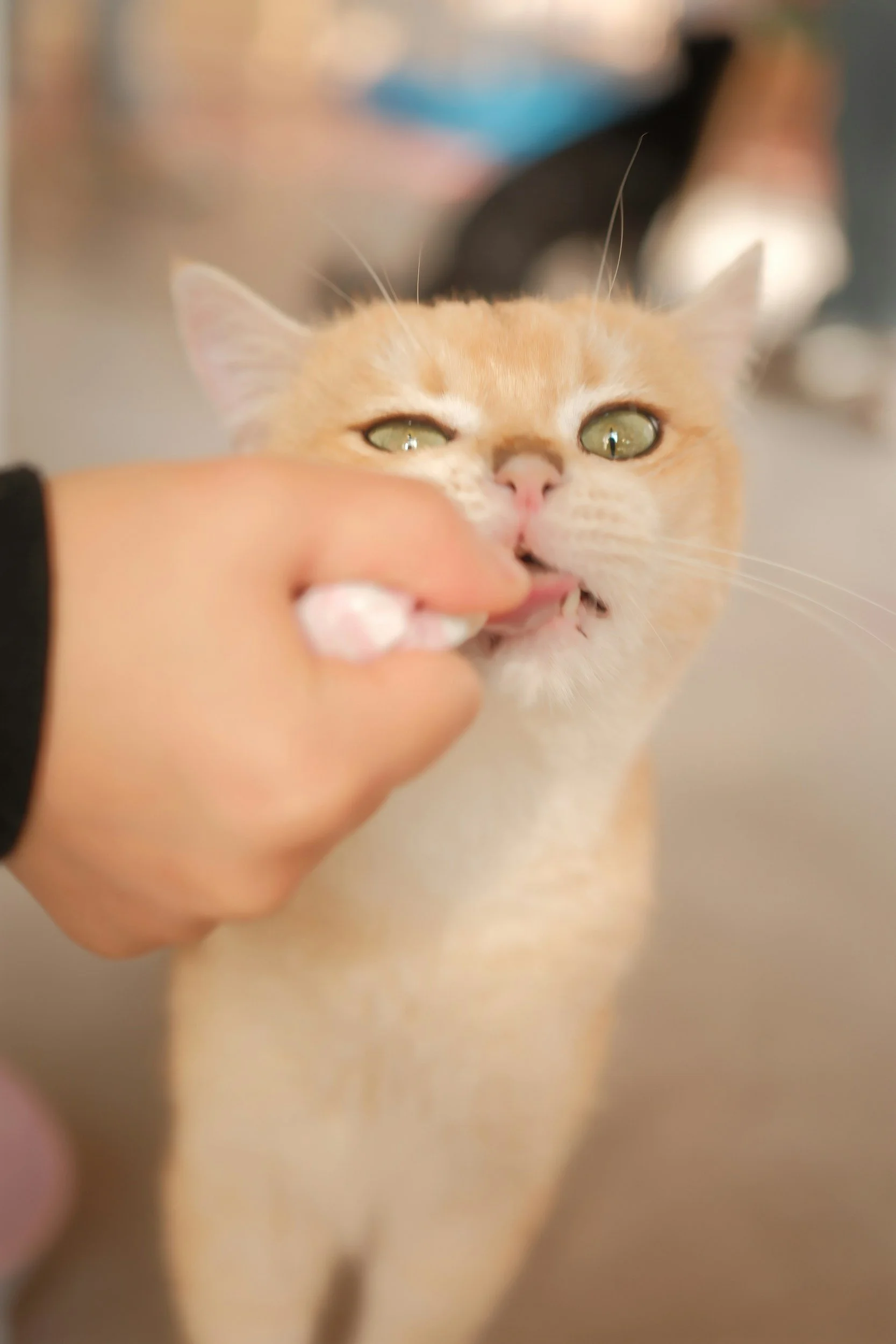 Close-up of a playful ginger cat with green eyes being fed a treat by a person with a light skin tone and painted nails.