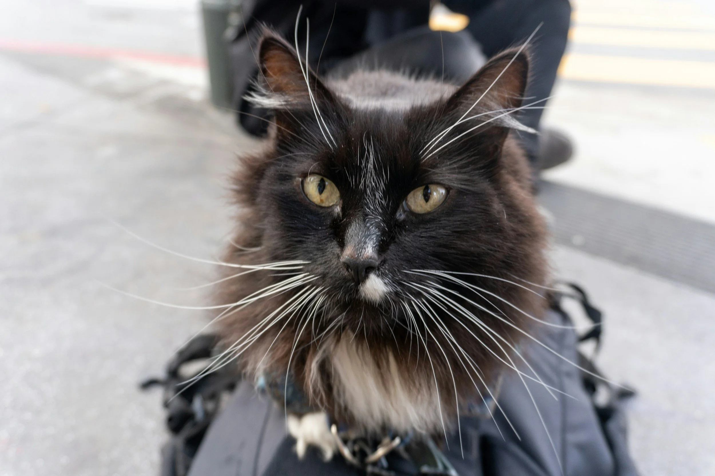 Close-up of a black and white long-haired cat with yellow-green eyes, sitting on a gray surface outdoors.